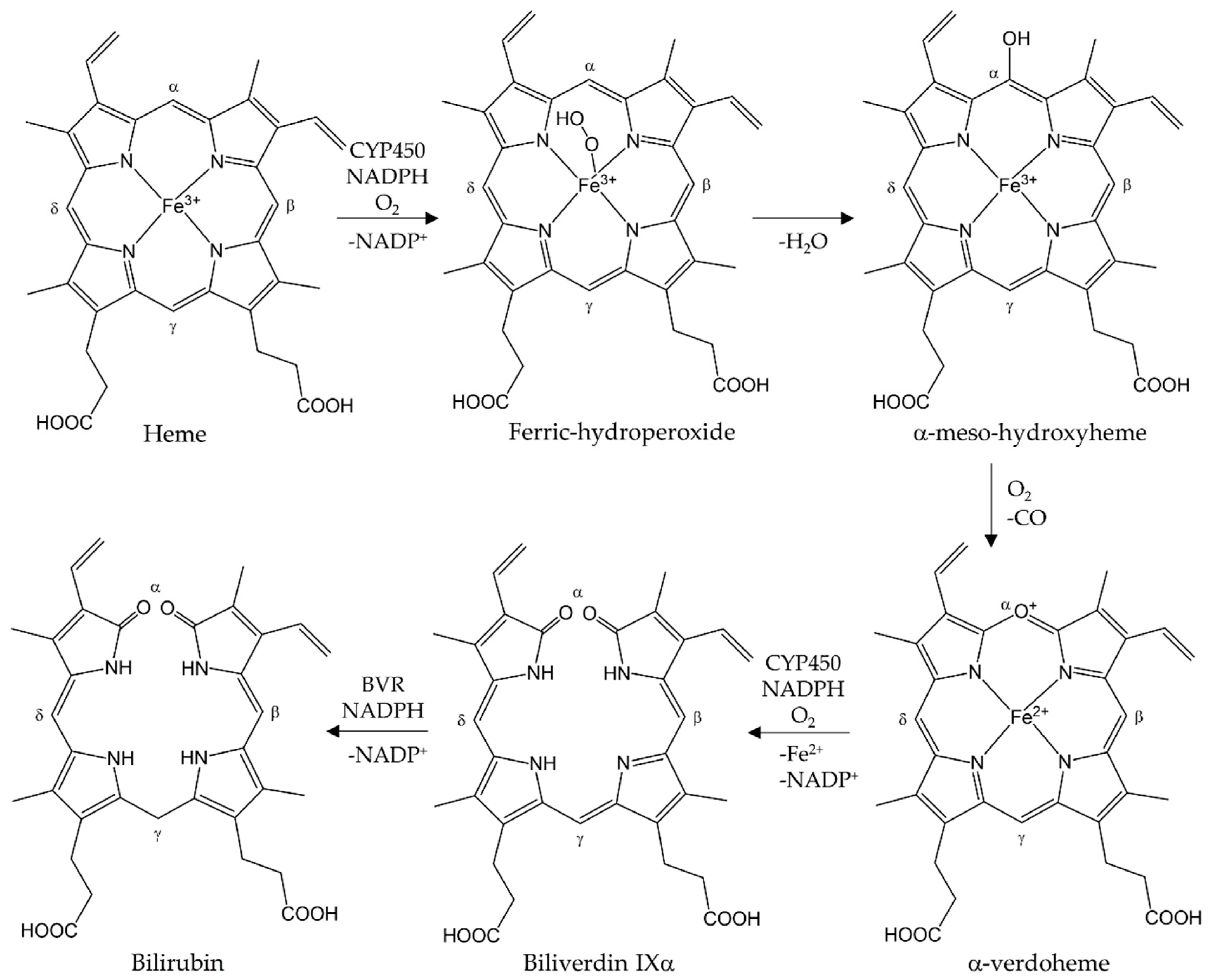 Antioxidants 12 01989 g001