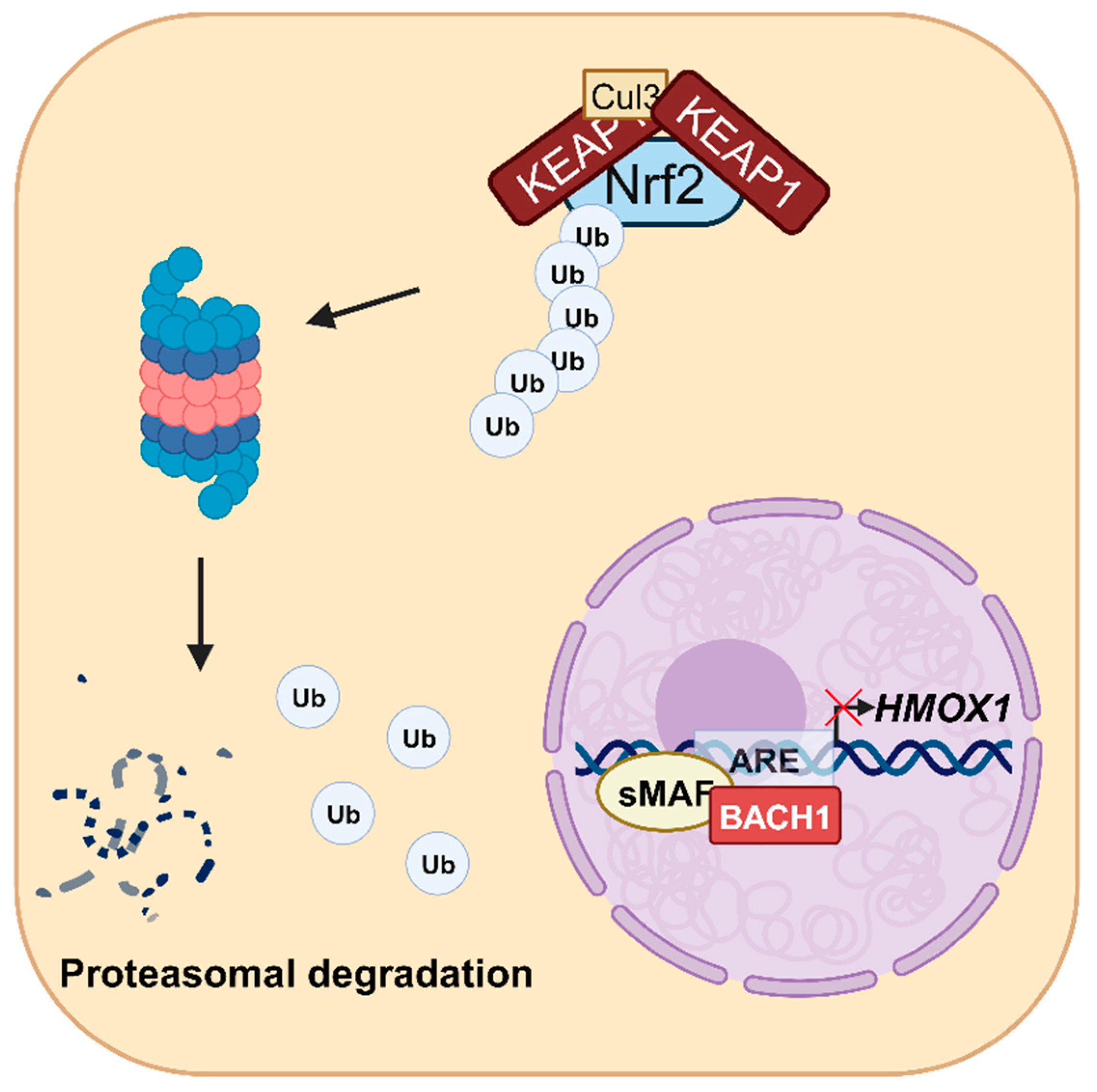 Antioxidants 12 01989 g002