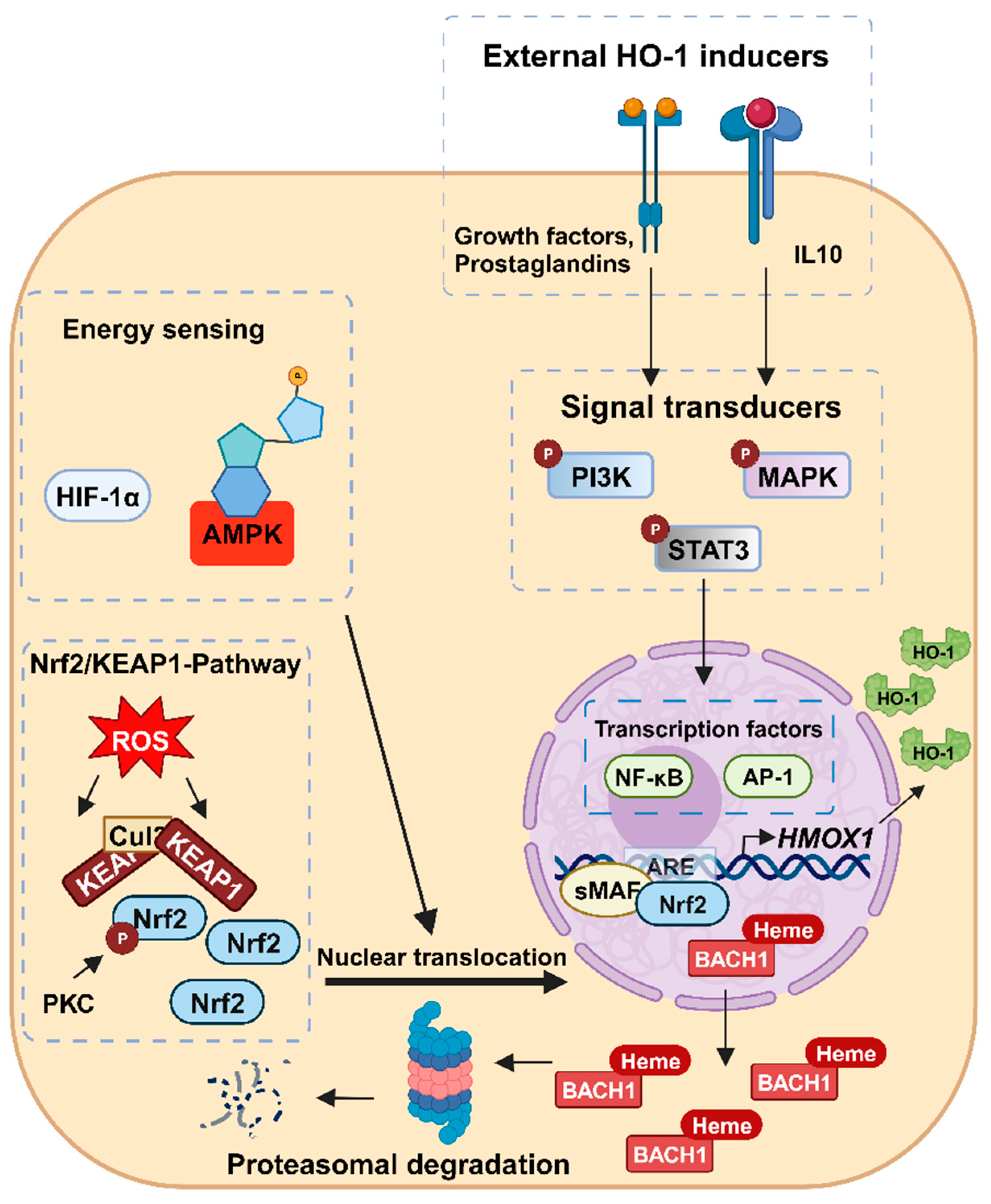 Antioxidants 12 01989 g003