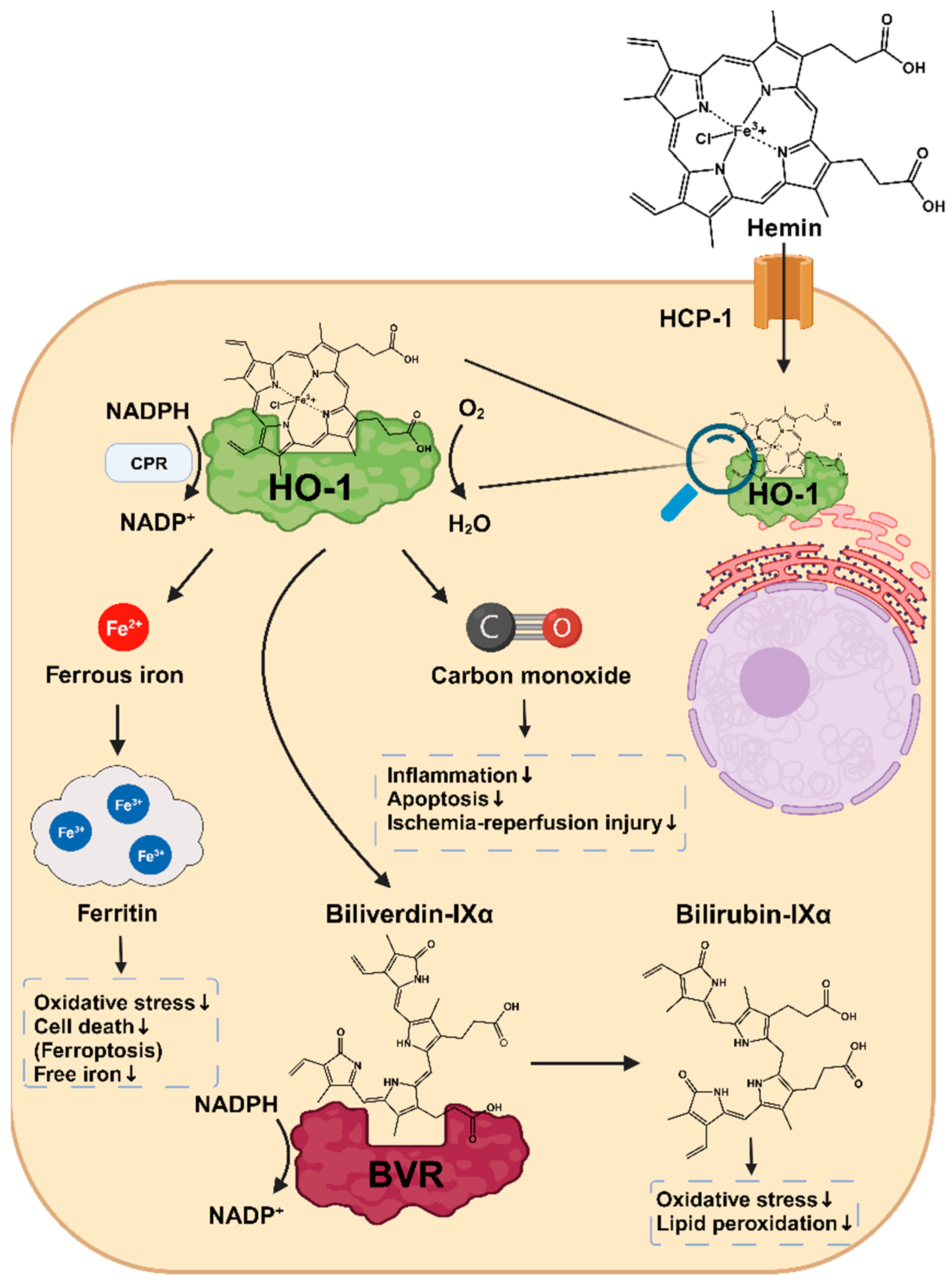 Antioxidants 12 01989 g004