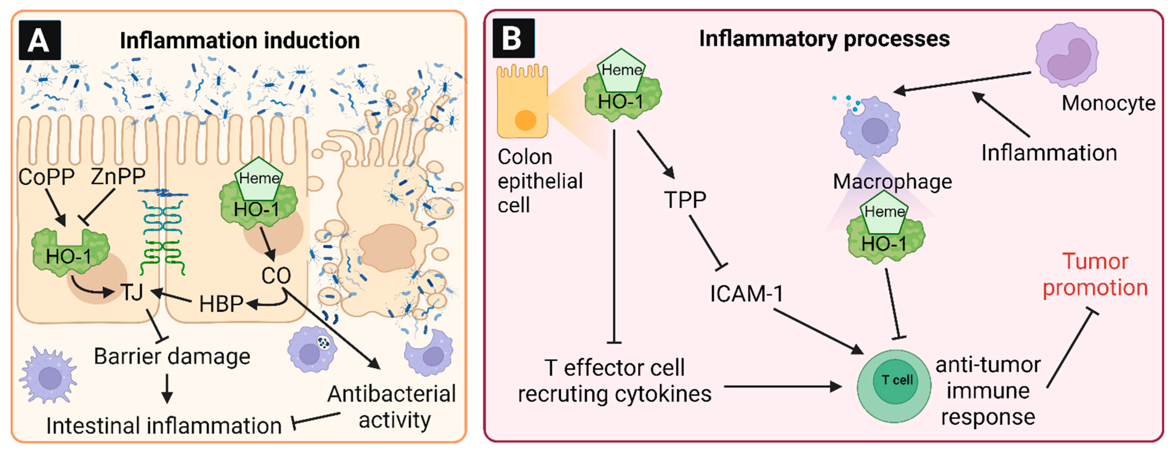 Antioxidants 12 01989 g005