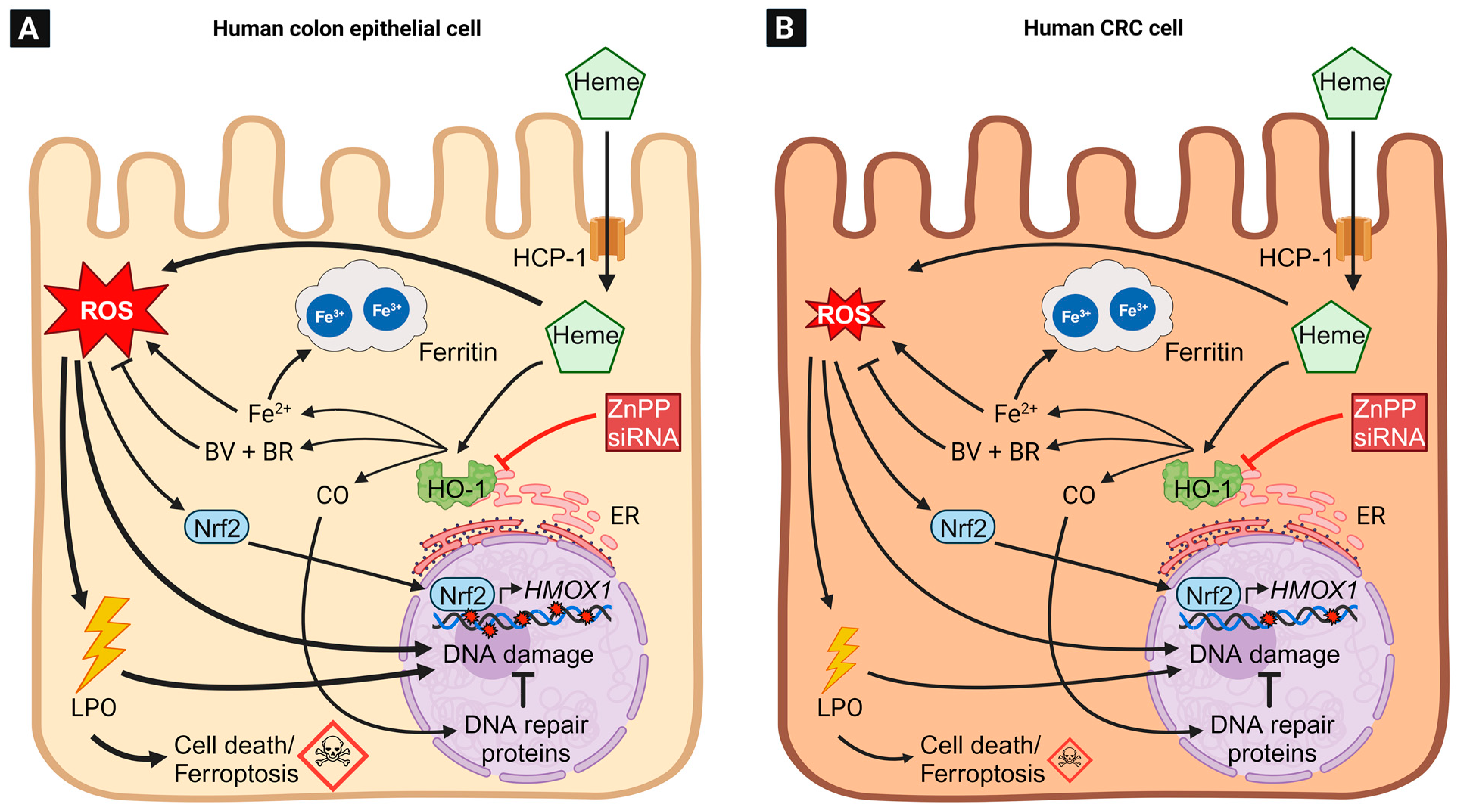 Antioxidants 12 01989 g006