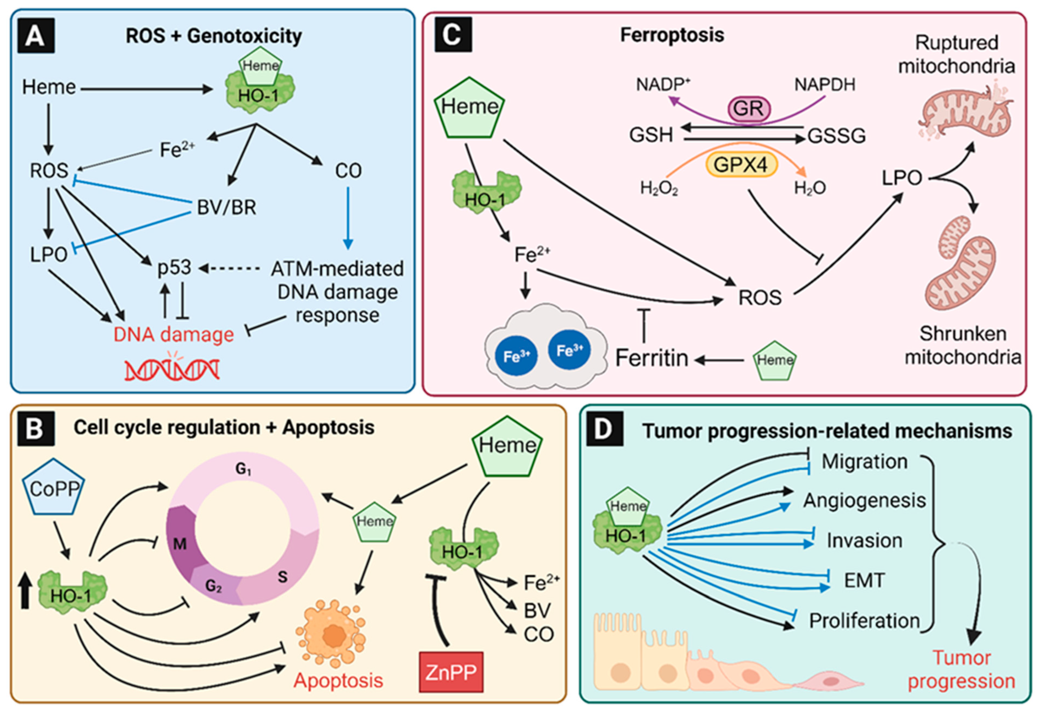 Antioxidants 12 01989 g007