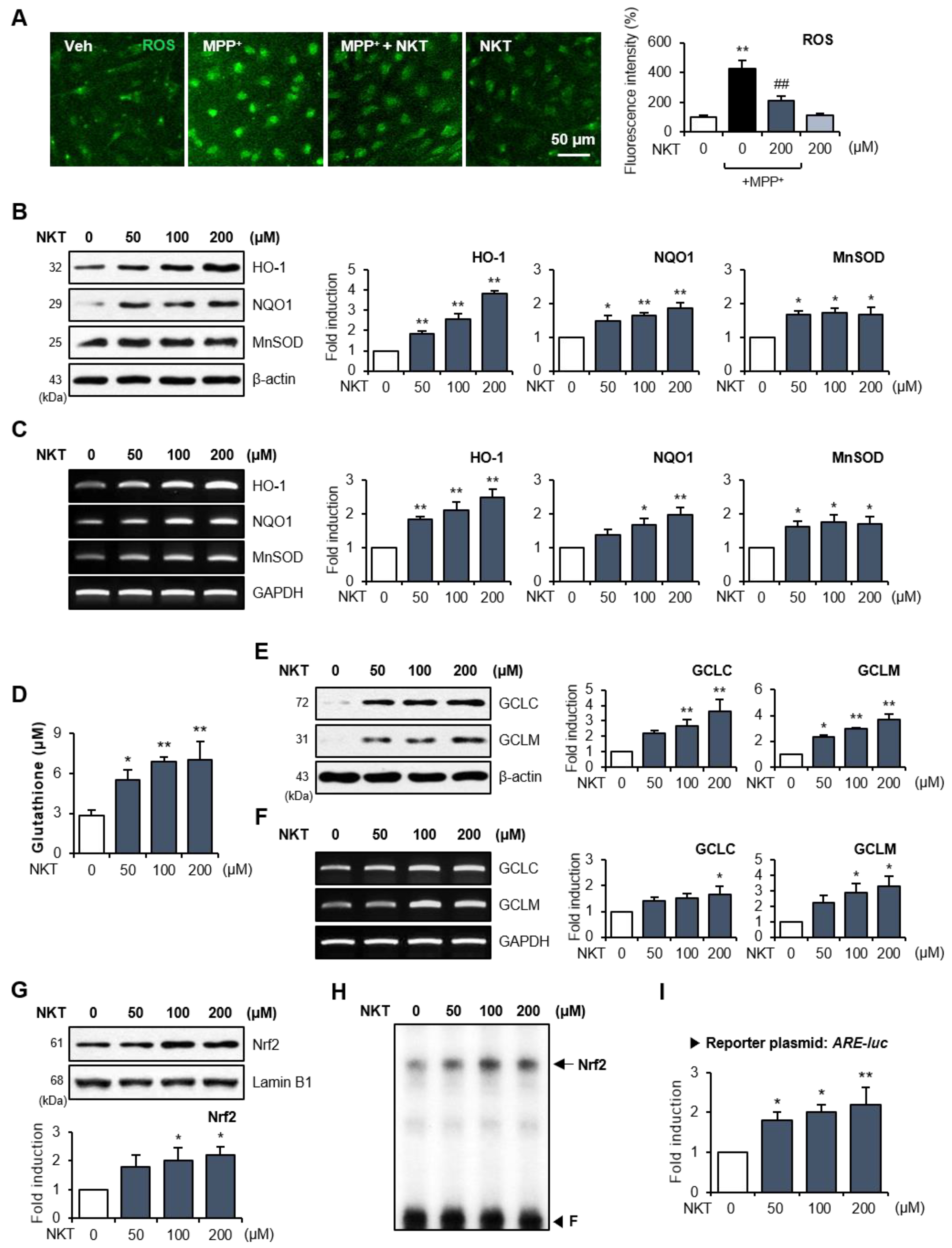 Antioxidants 12 01999 g005