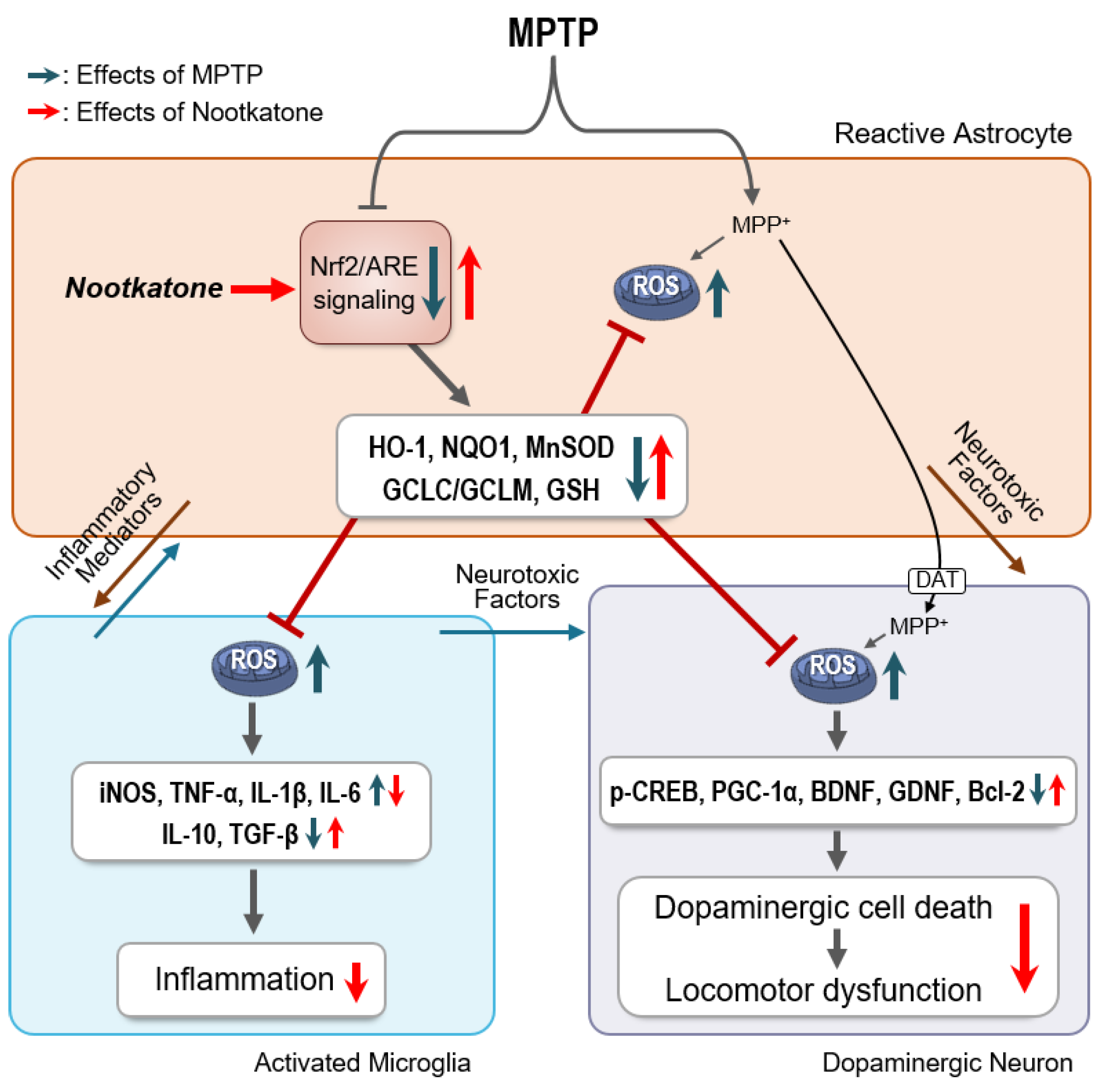 Antioxidants 12 01999 g011