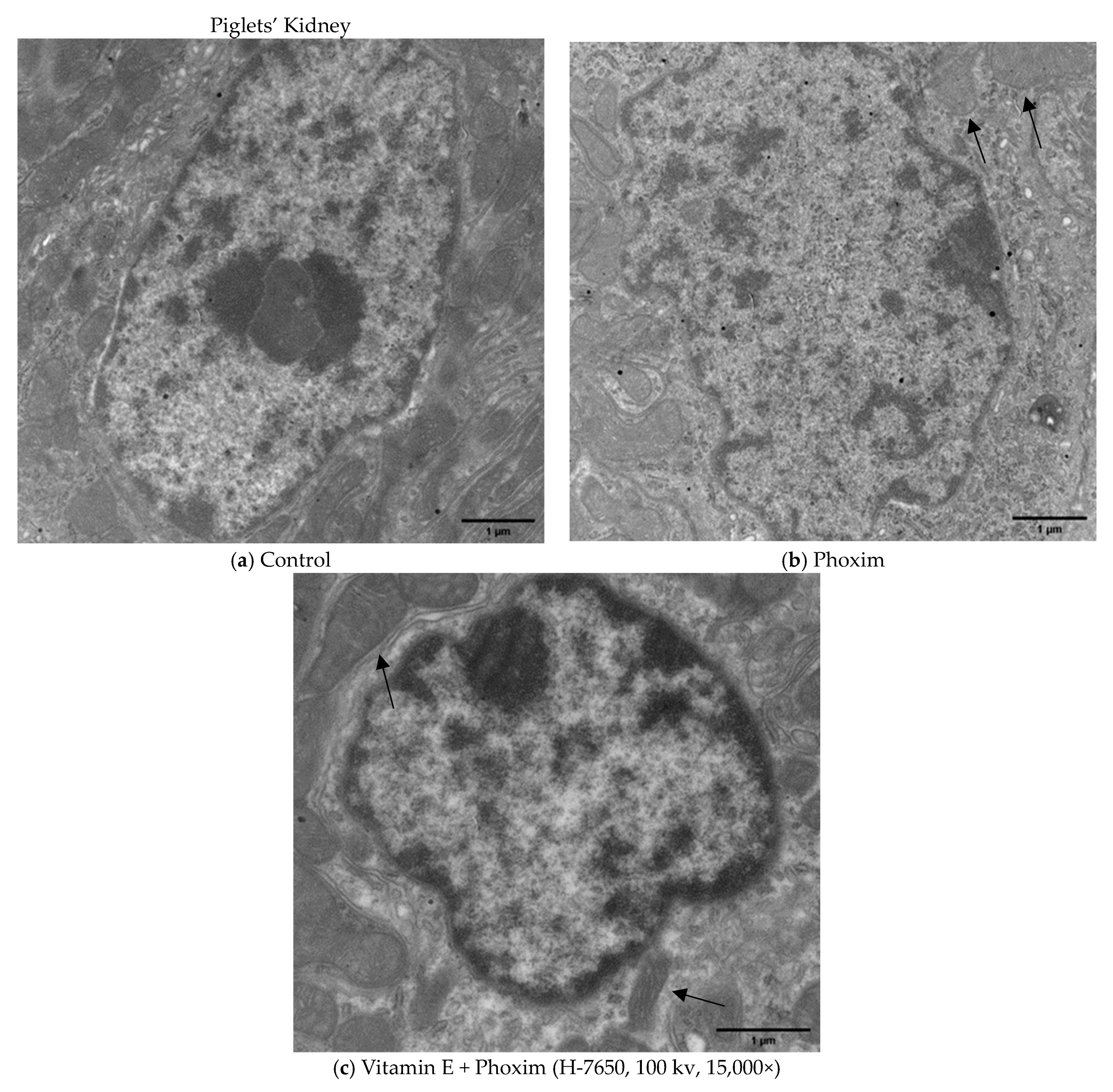 Antioxidants 12 02000 g002