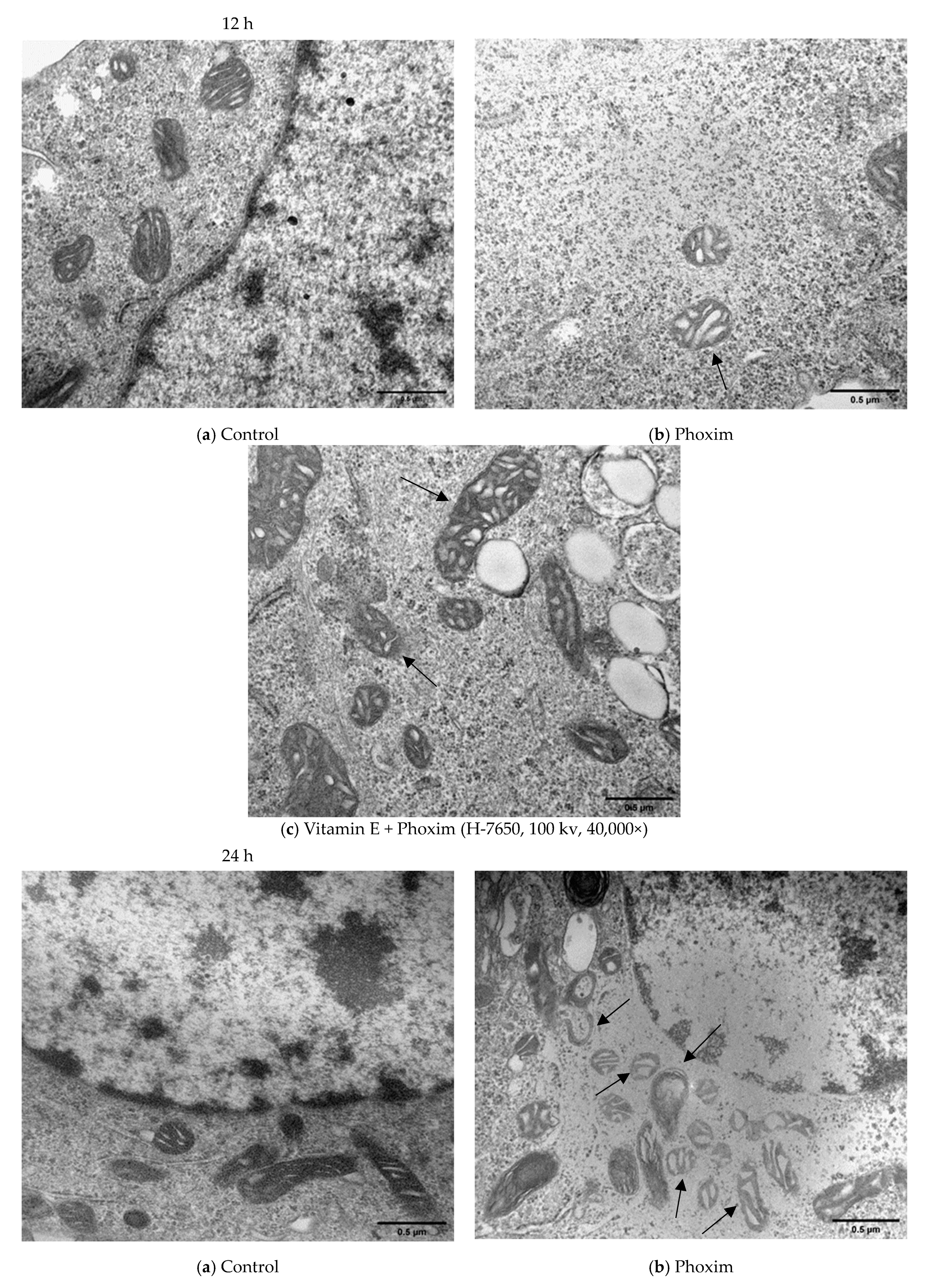 Antioxidants 12 02000 g003a