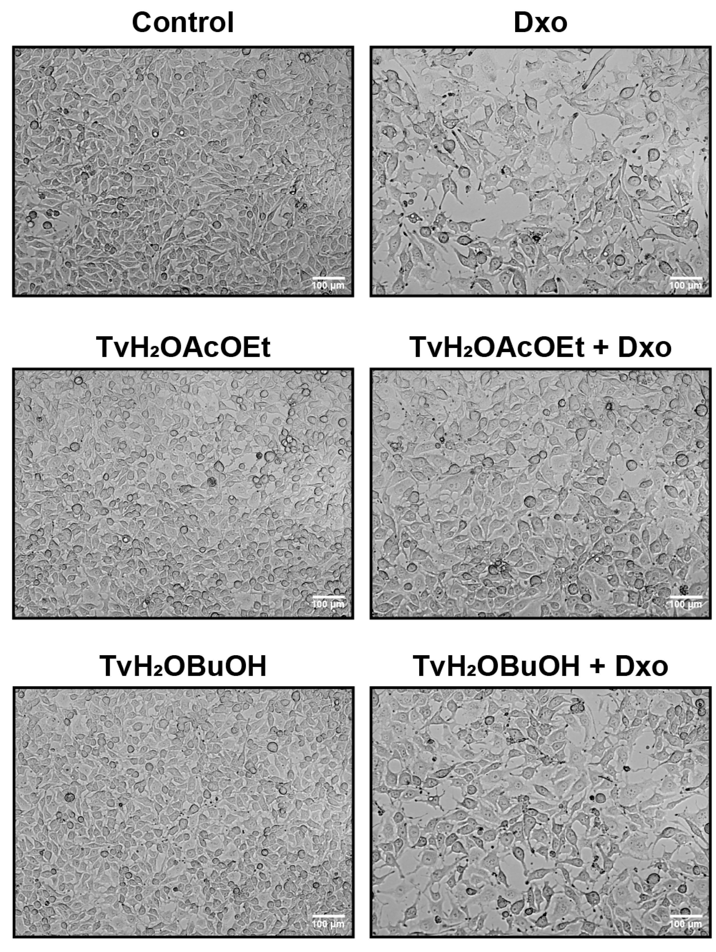 Antioxidants 12 02003 g006