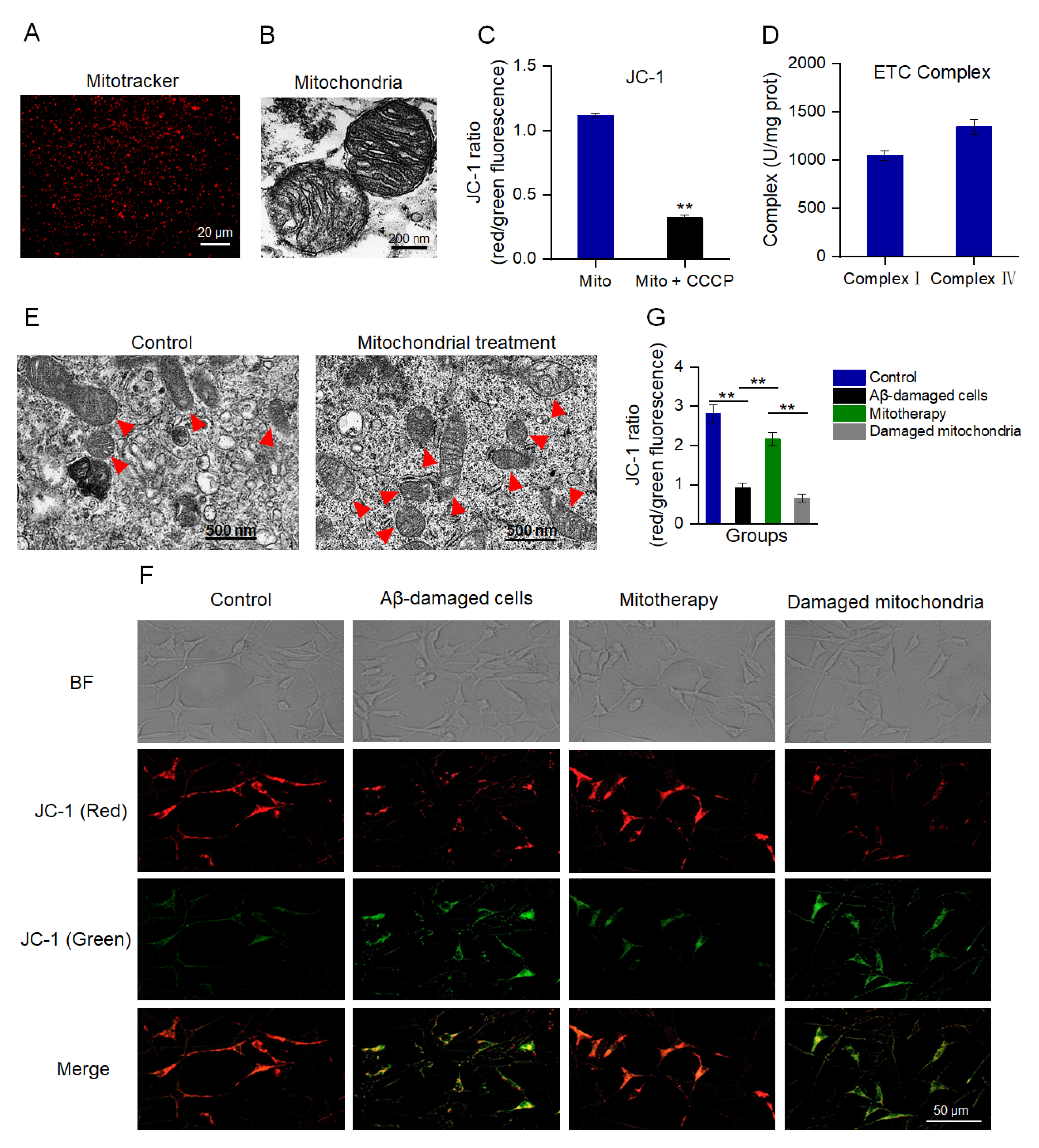 Antioxidants 12 02006 g001