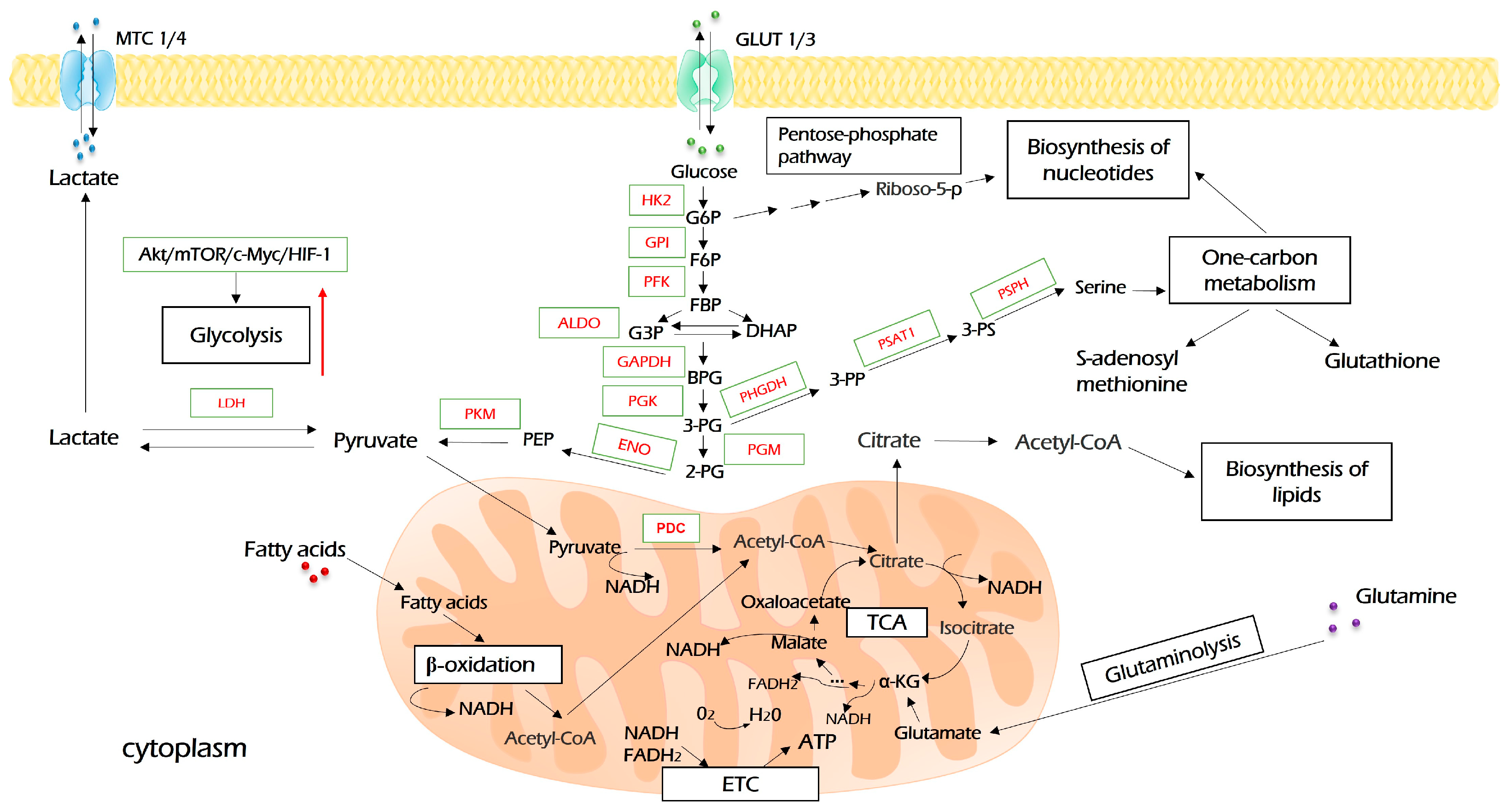Antioxidants 12 02012 g002