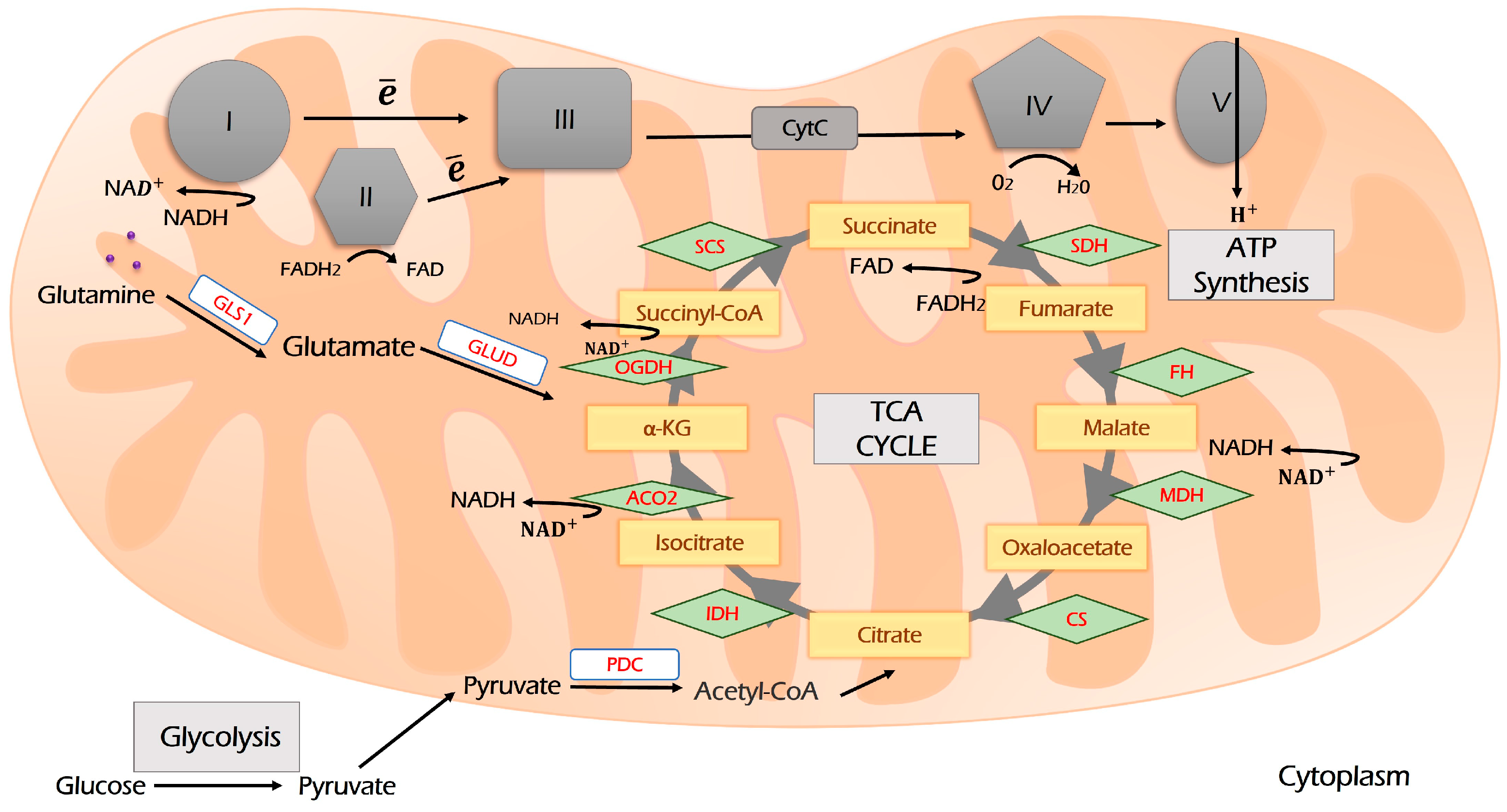 Antioxidants 12 02012 g003