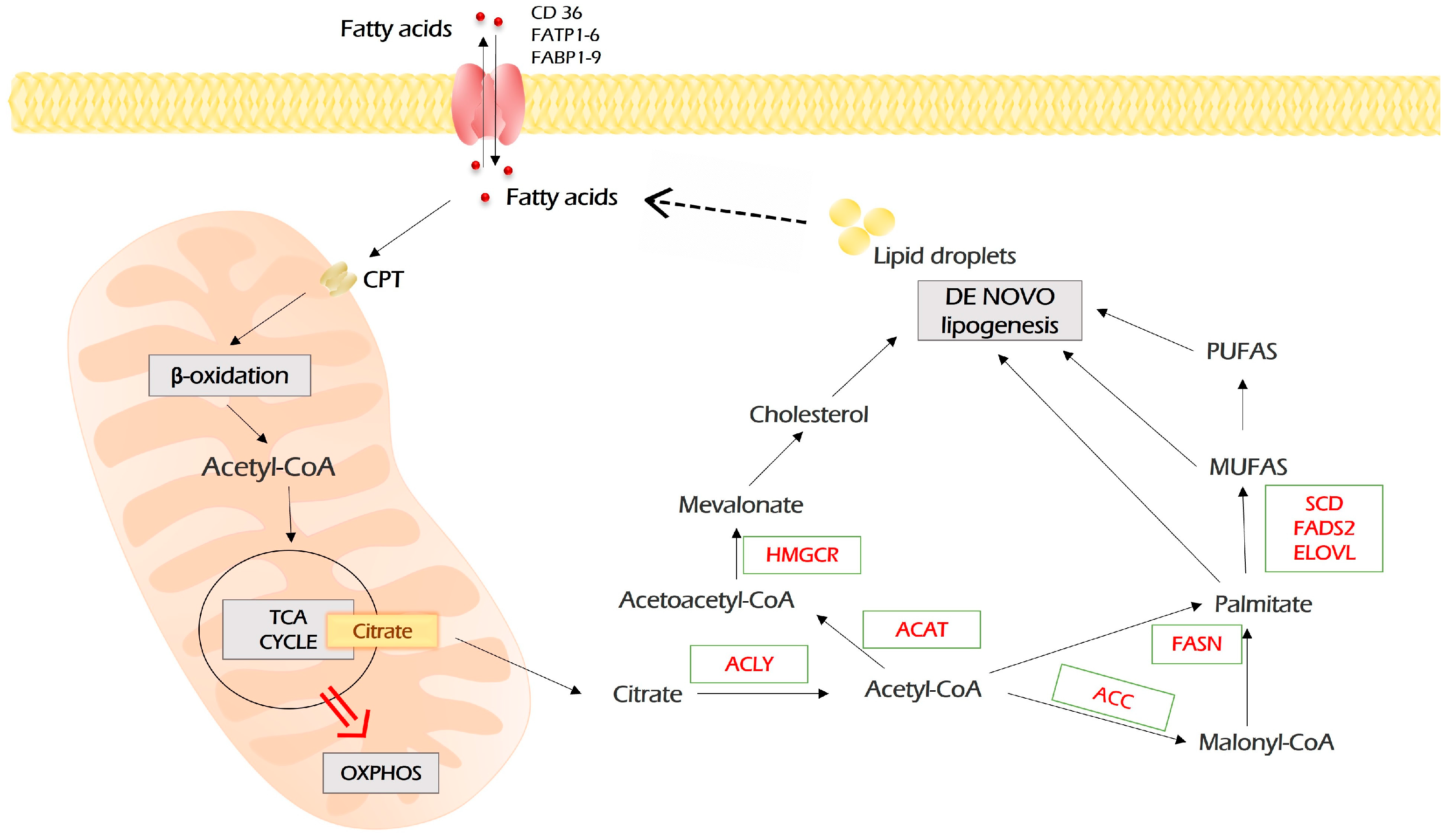 Antioxidants 12 02012 g005