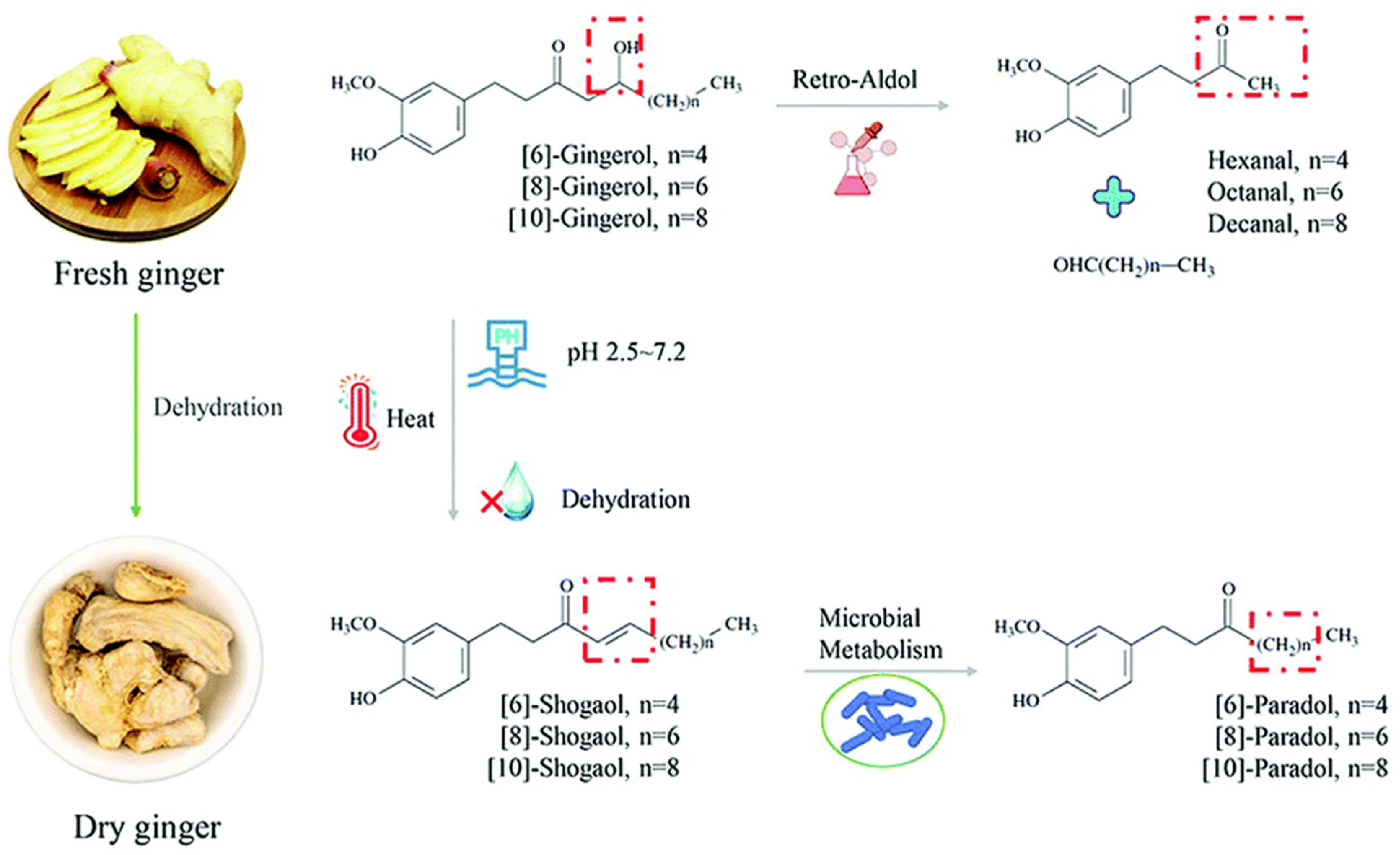 Antioxidants 12 02015 g002 Antioxidants 12 02015 g002