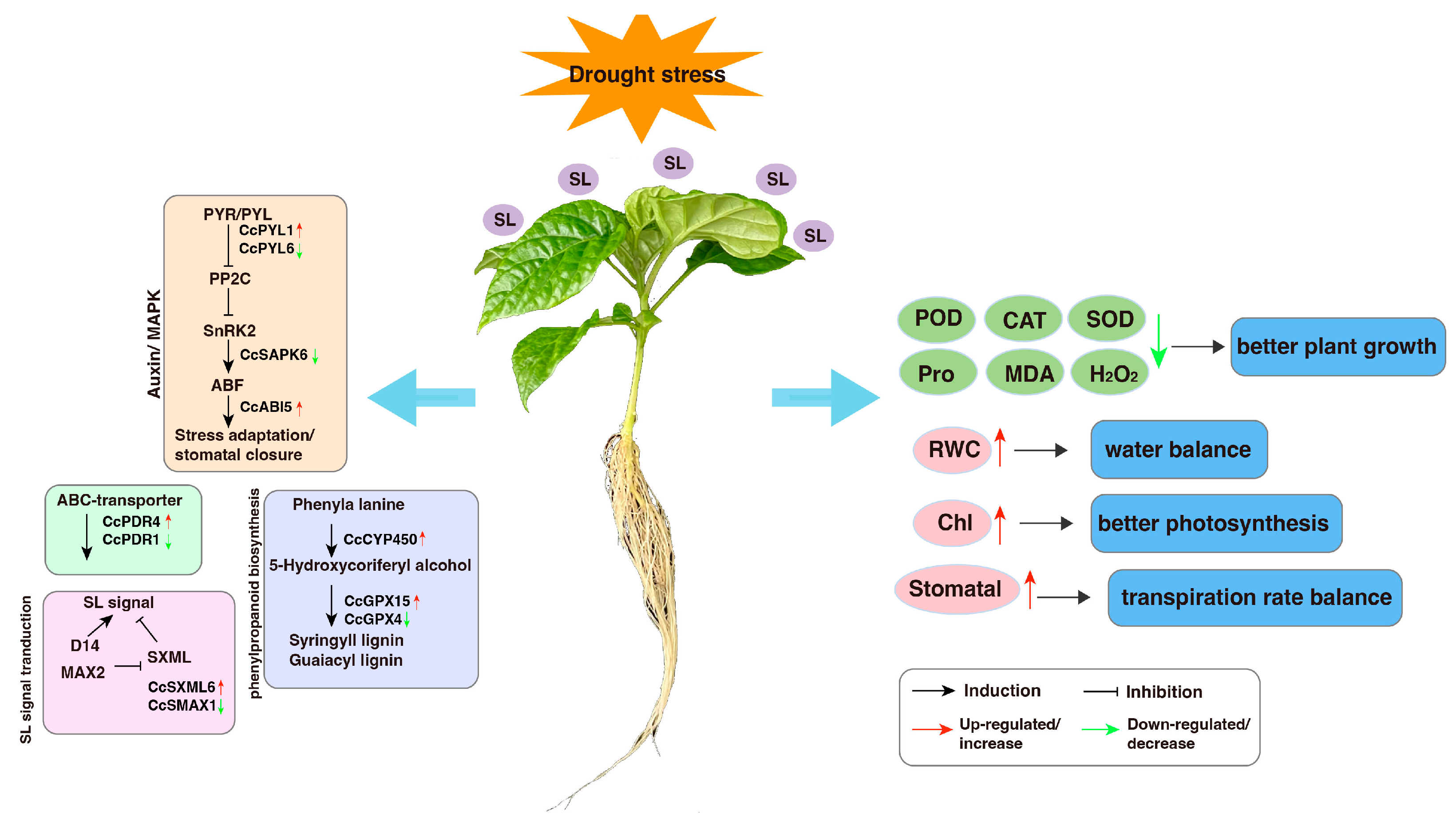 Antioxidants 12 02019 g008