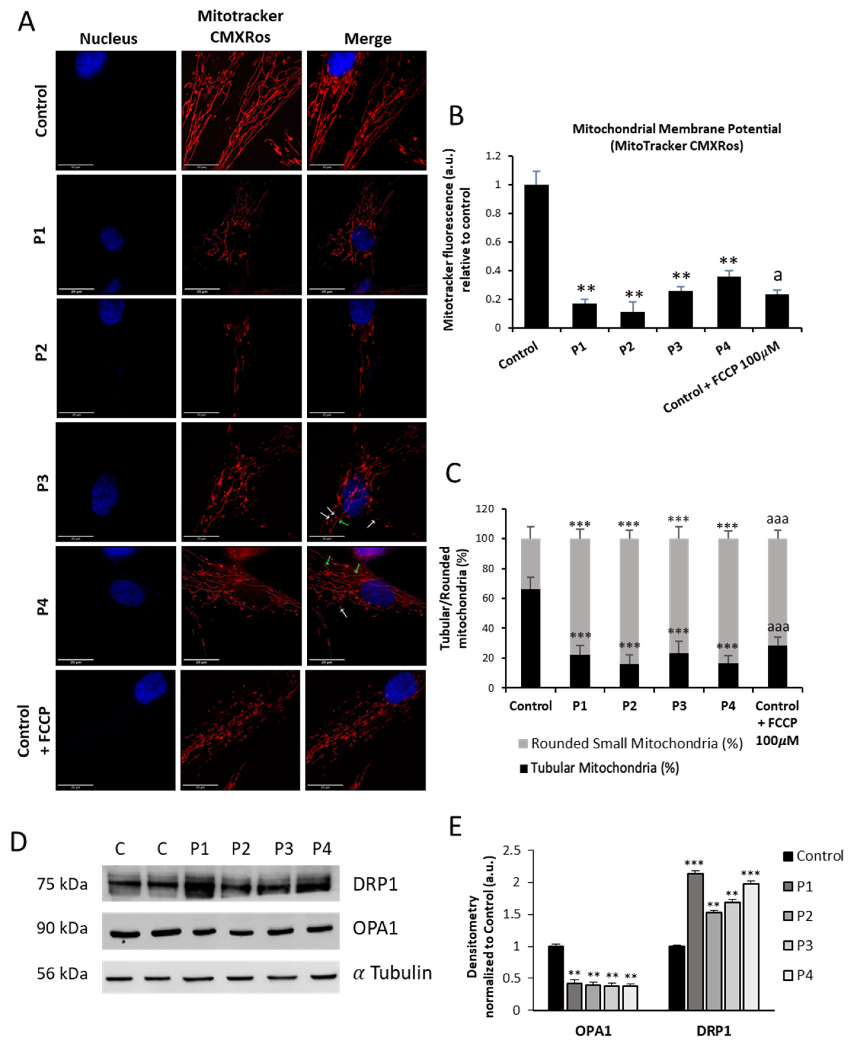 Antioxidants 12 02023 g008
