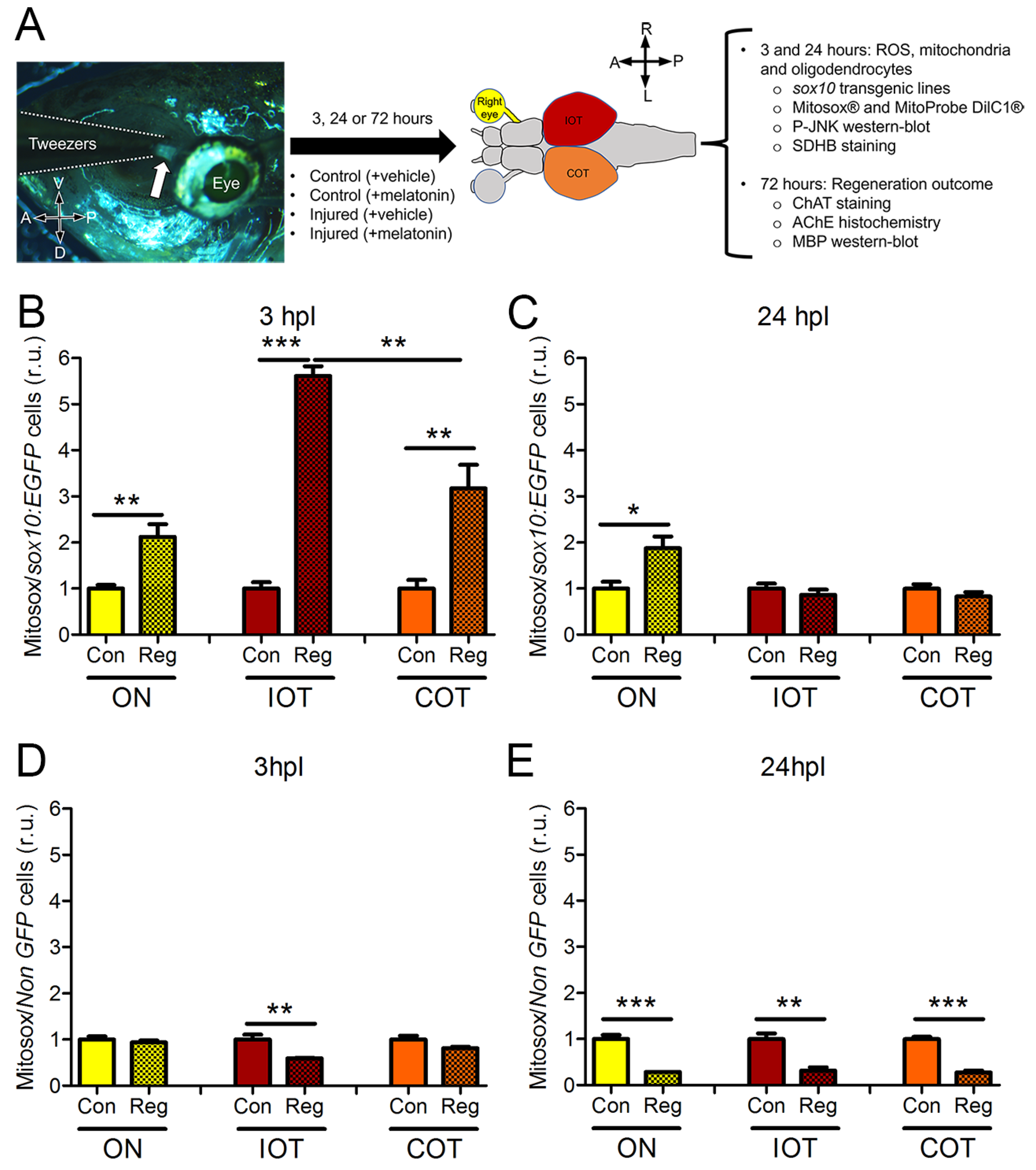 Antioxidants 12 02026 g001