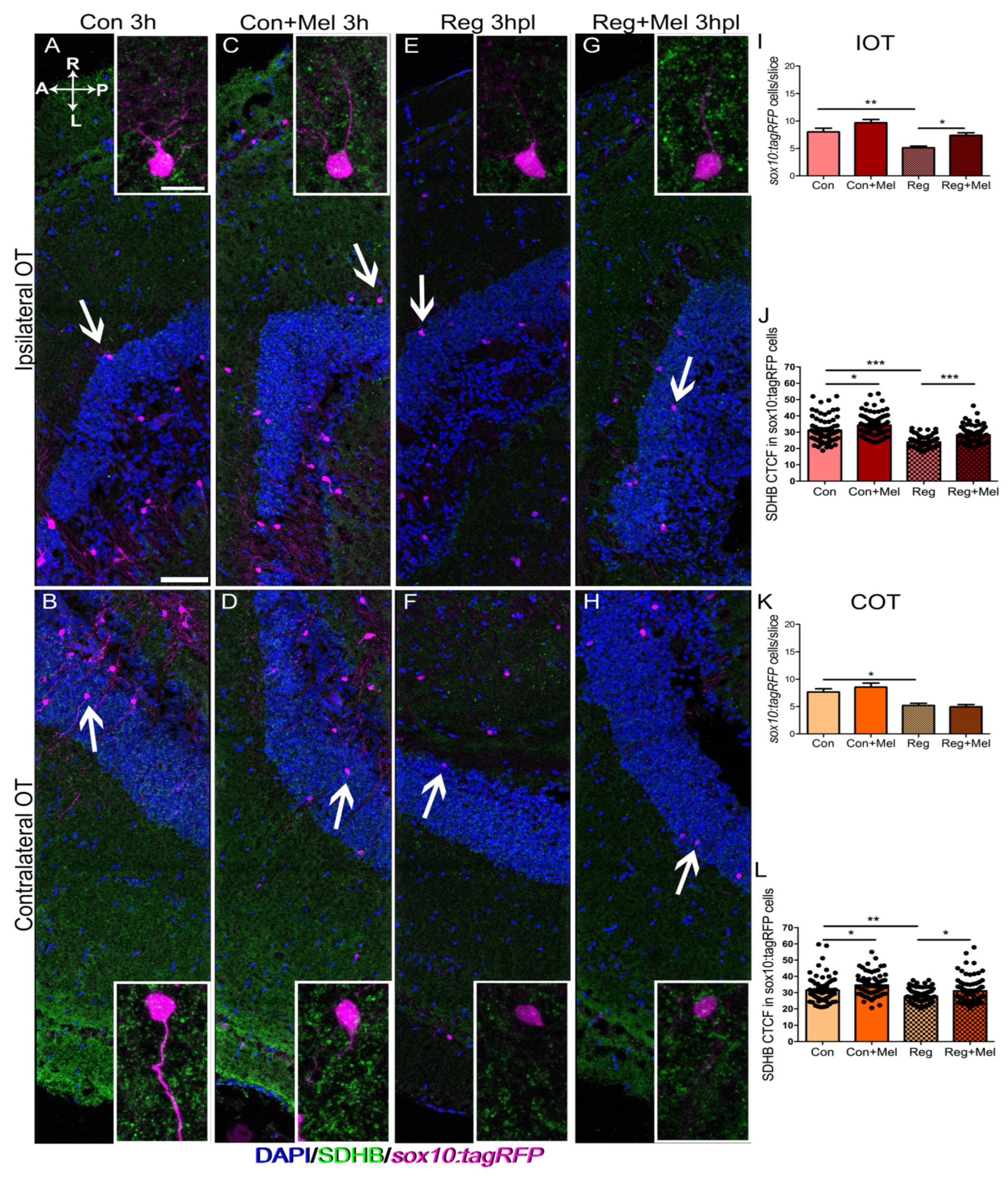 Antioxidants 12 02026 g003