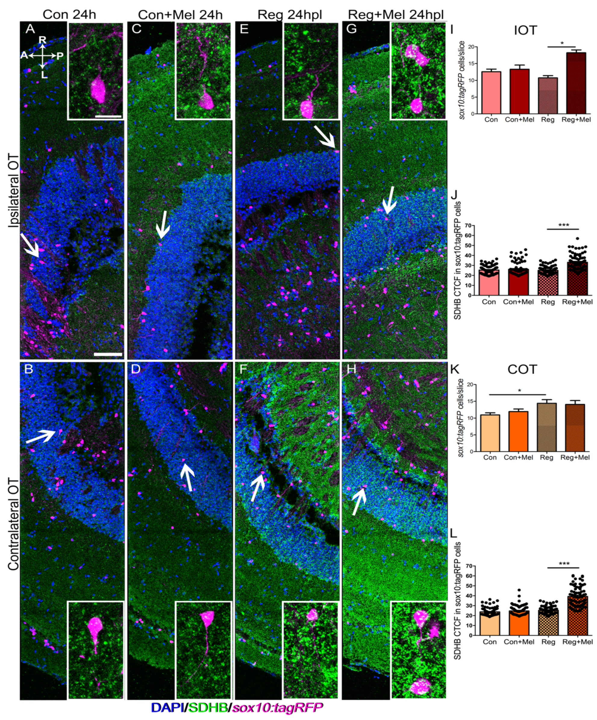Antioxidants 12 02026 g004