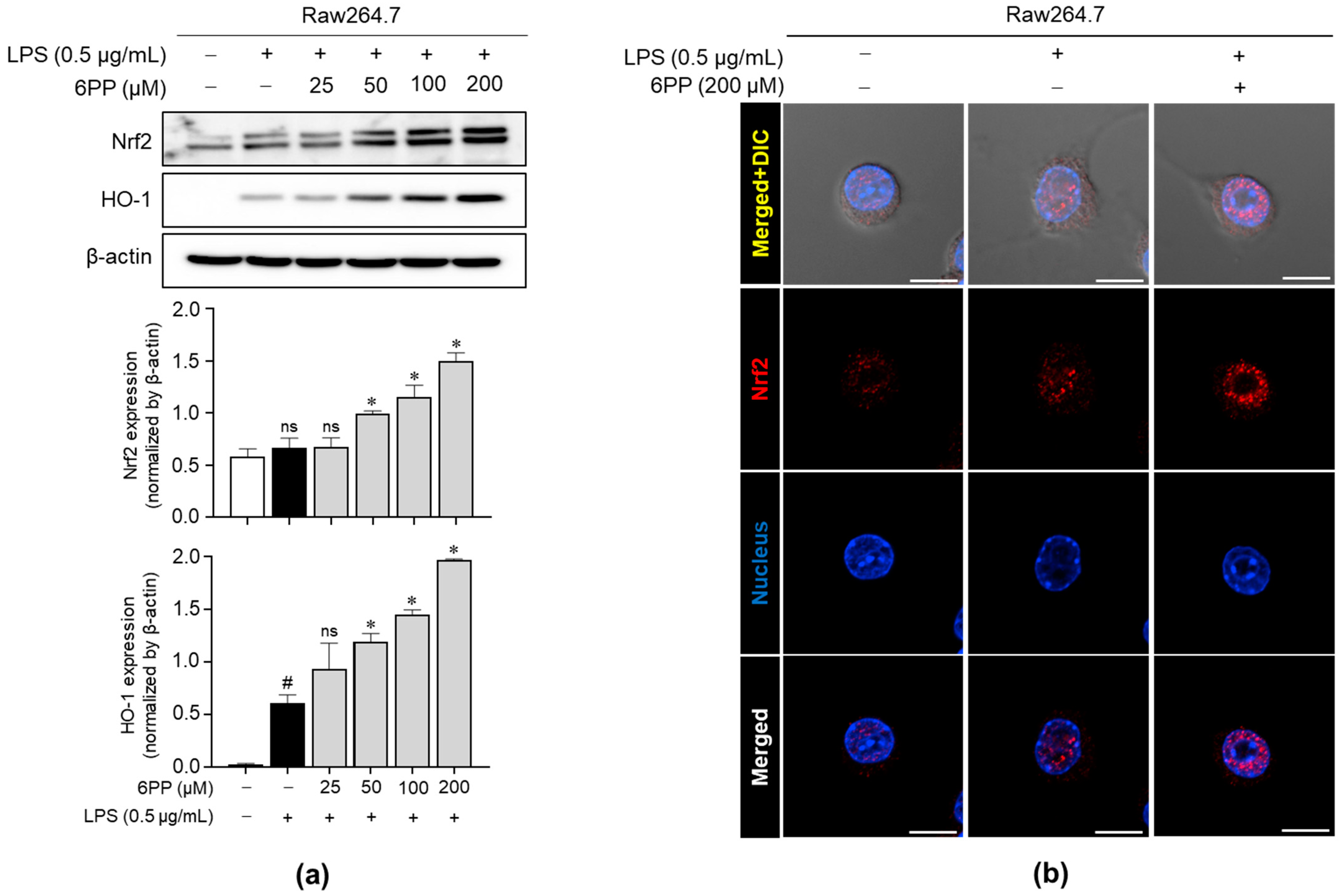 Antioxidants 12 02028 g005