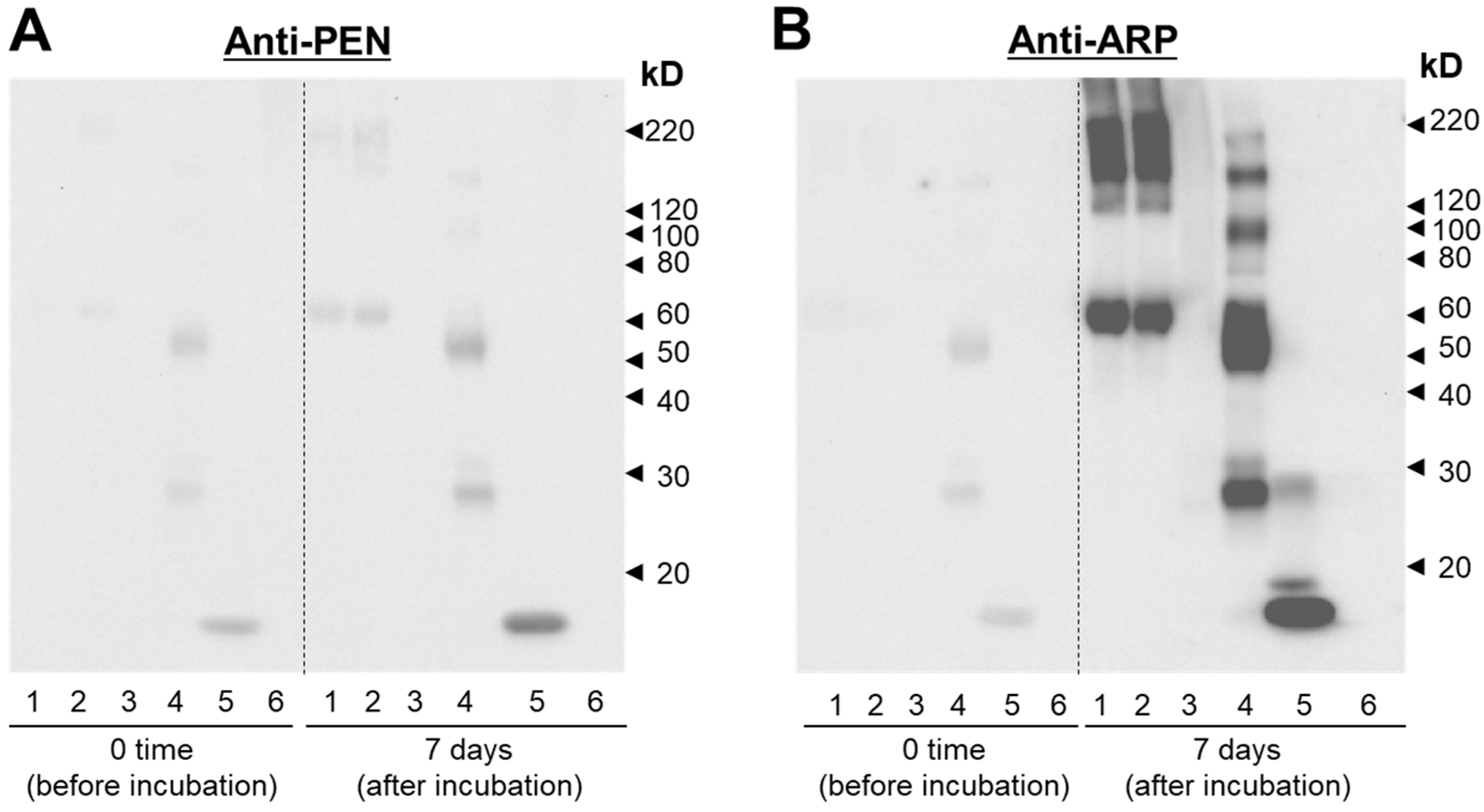 Antioxidants 12 02030 g003