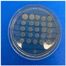 Antioxidants 12 02057 i005