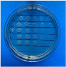 Antioxidants 12 02057 i010