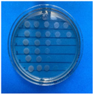 Antioxidants 12 02057 i011