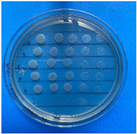 Antioxidants 12 02057 i012