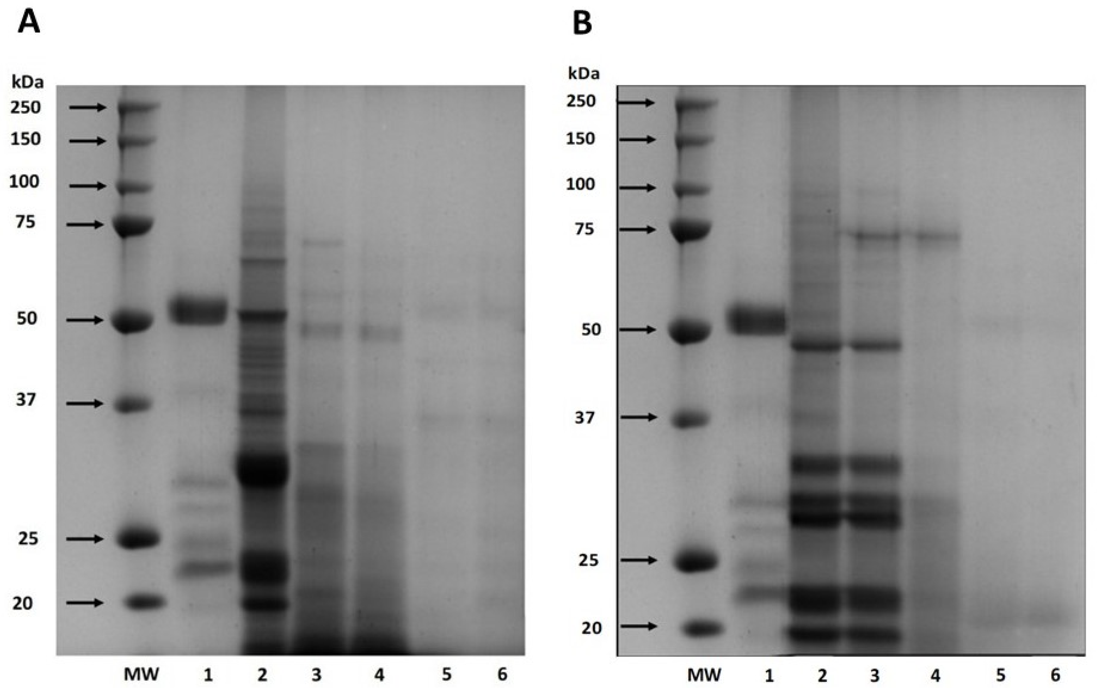 Antioxidants 12 02075 g002