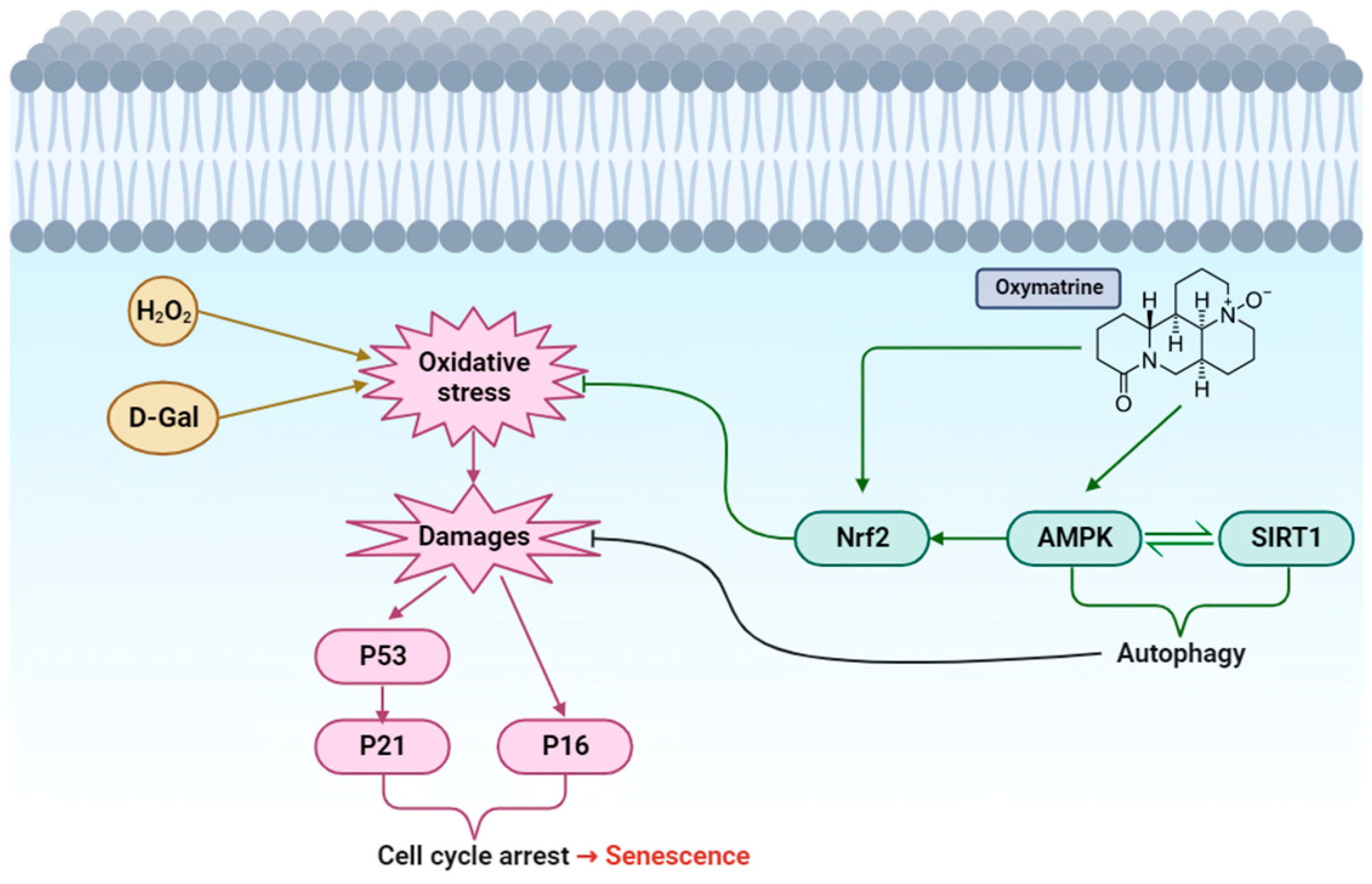 Antioxidants 12 02078 g008