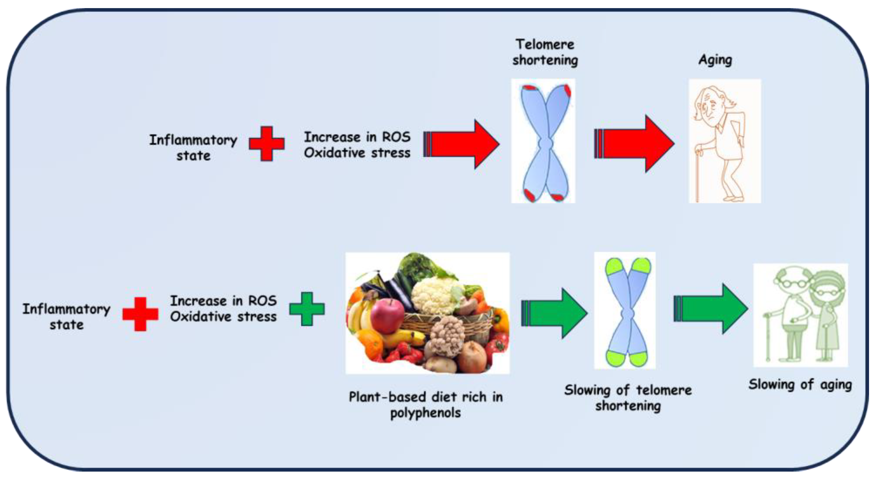 Antioxidants 12 02086 g001