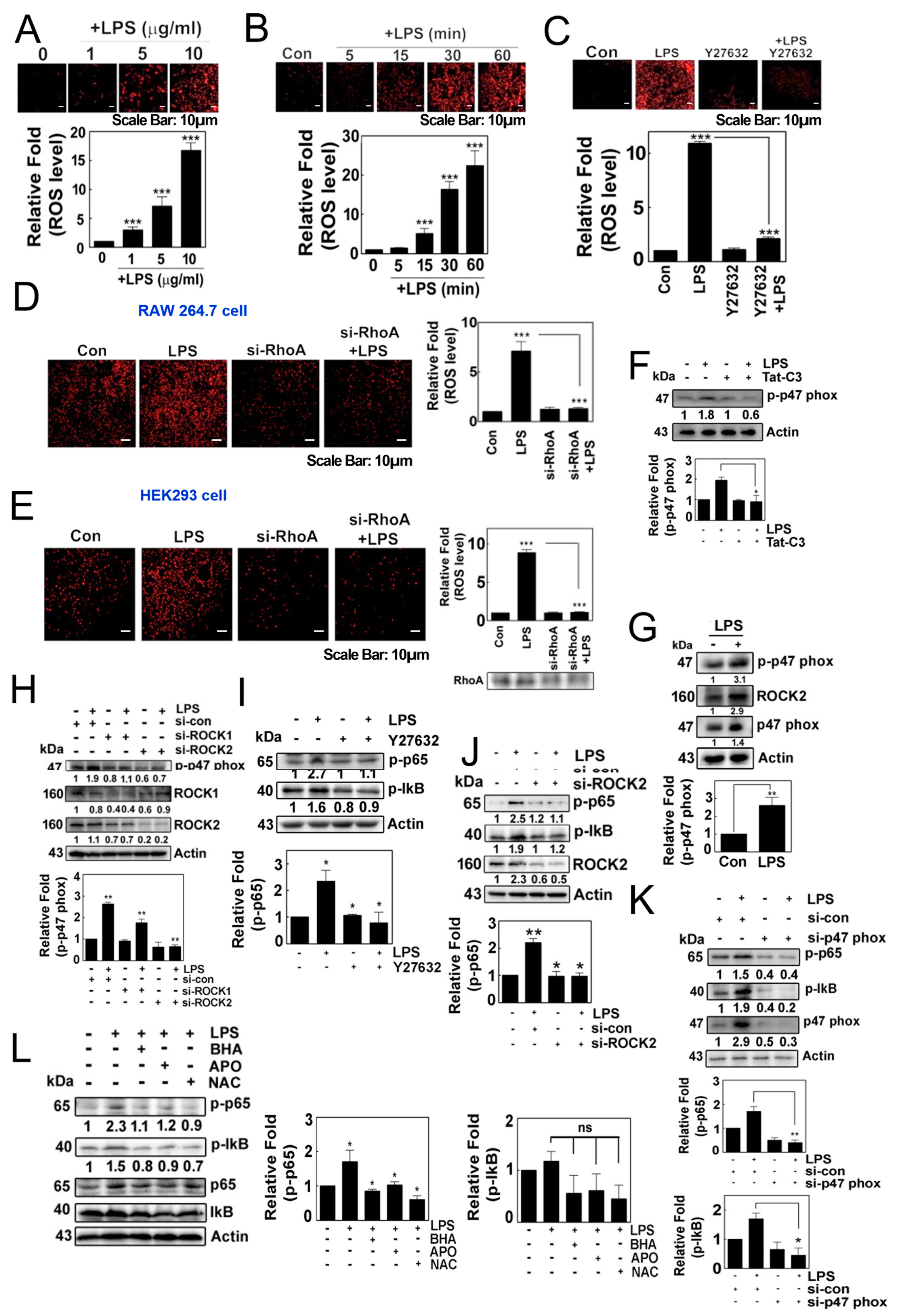 Antioxidants 12 02090 g001