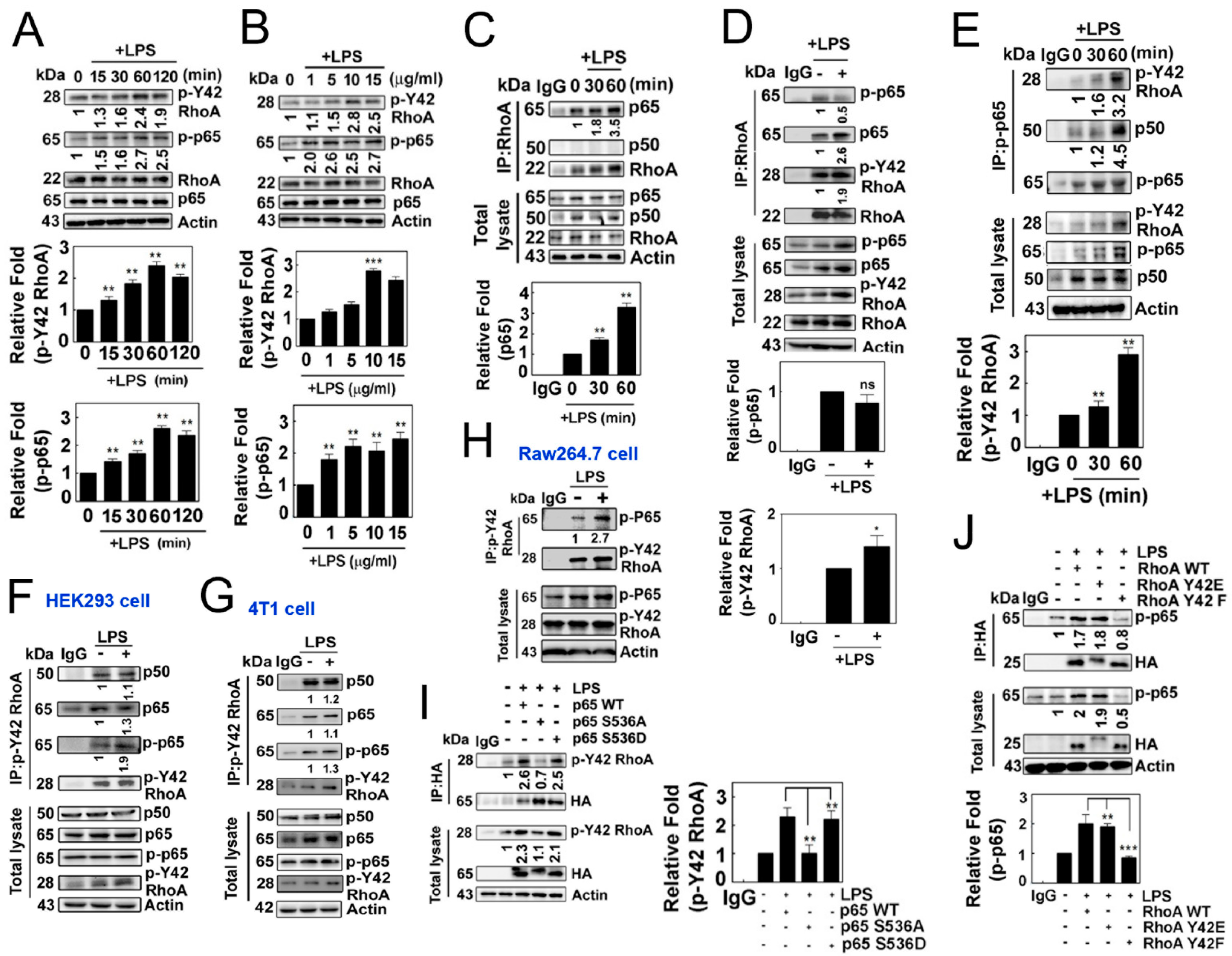 Antioxidants 12 02090 g002