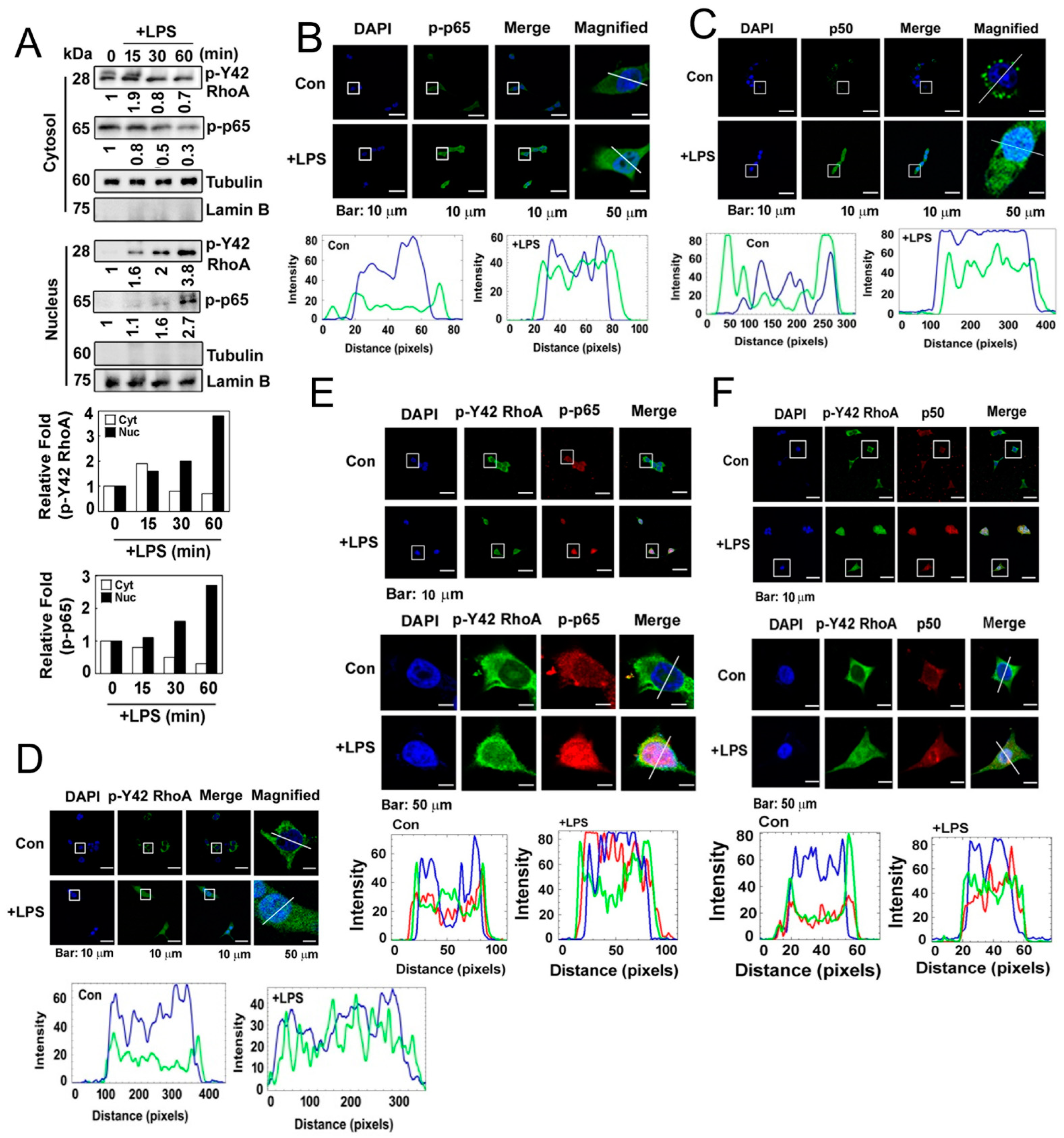 Antioxidants 12 02090 g003
