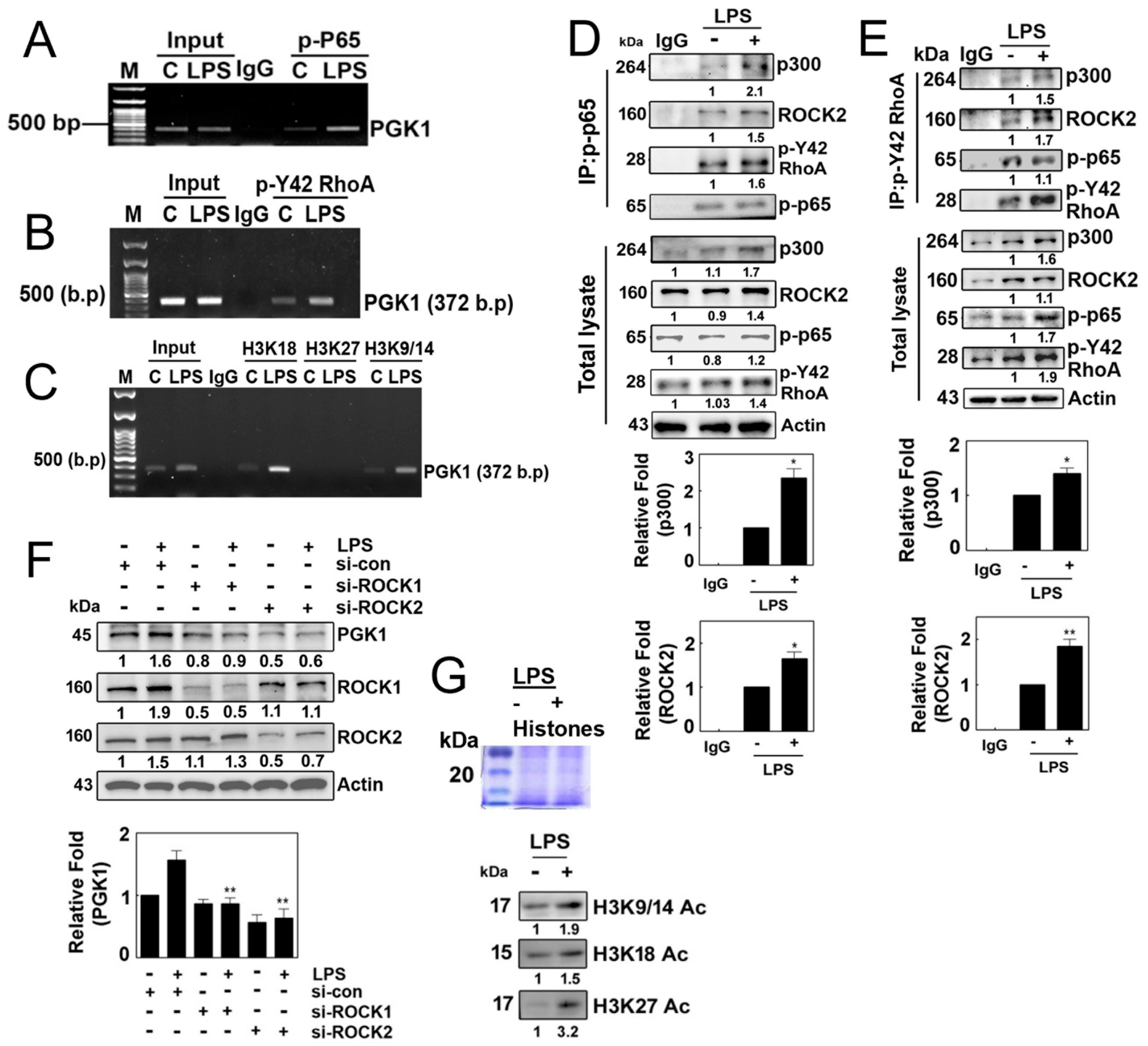 Antioxidants 12 02090 g005