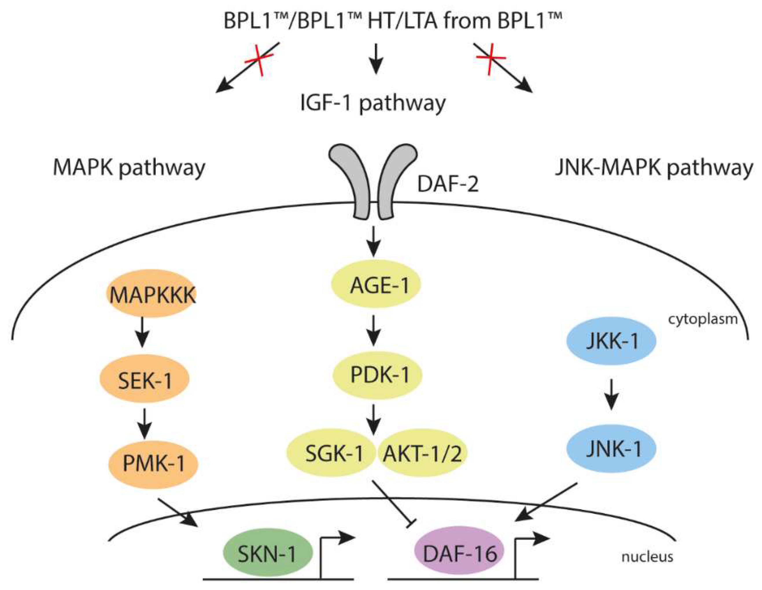 Antioxidants 12 02107 g005