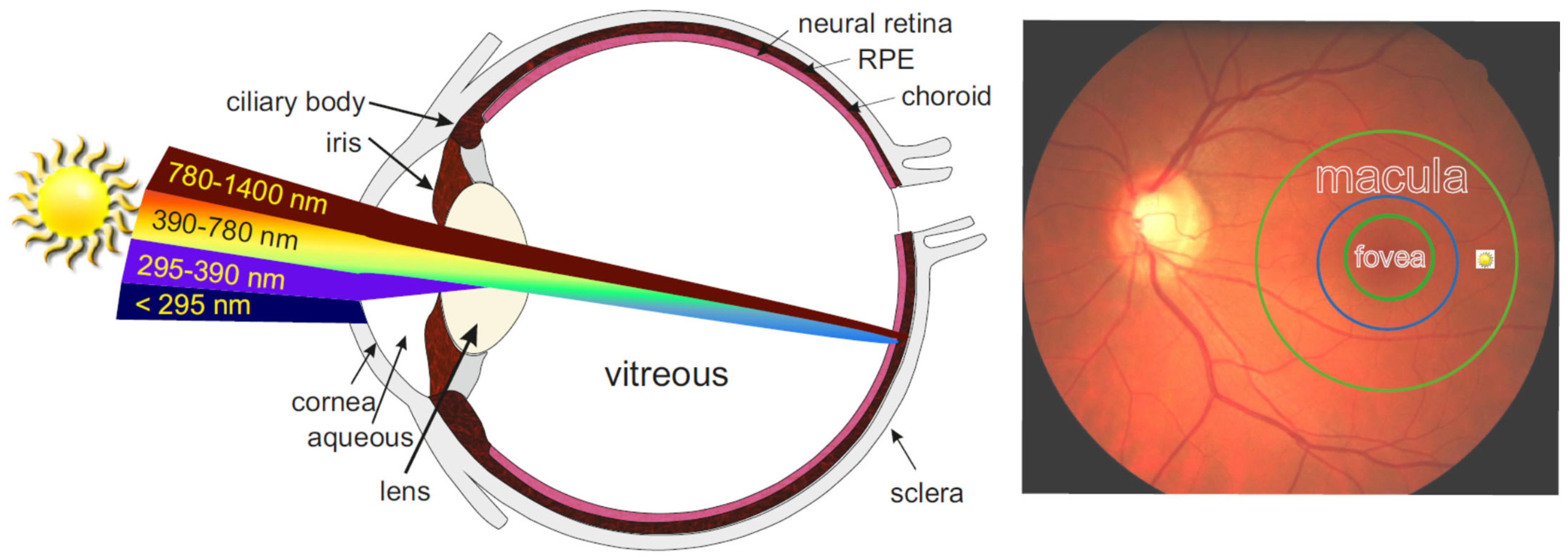 Antioxidants 12 02111 g001 Antioxidants 12 02111 g001
