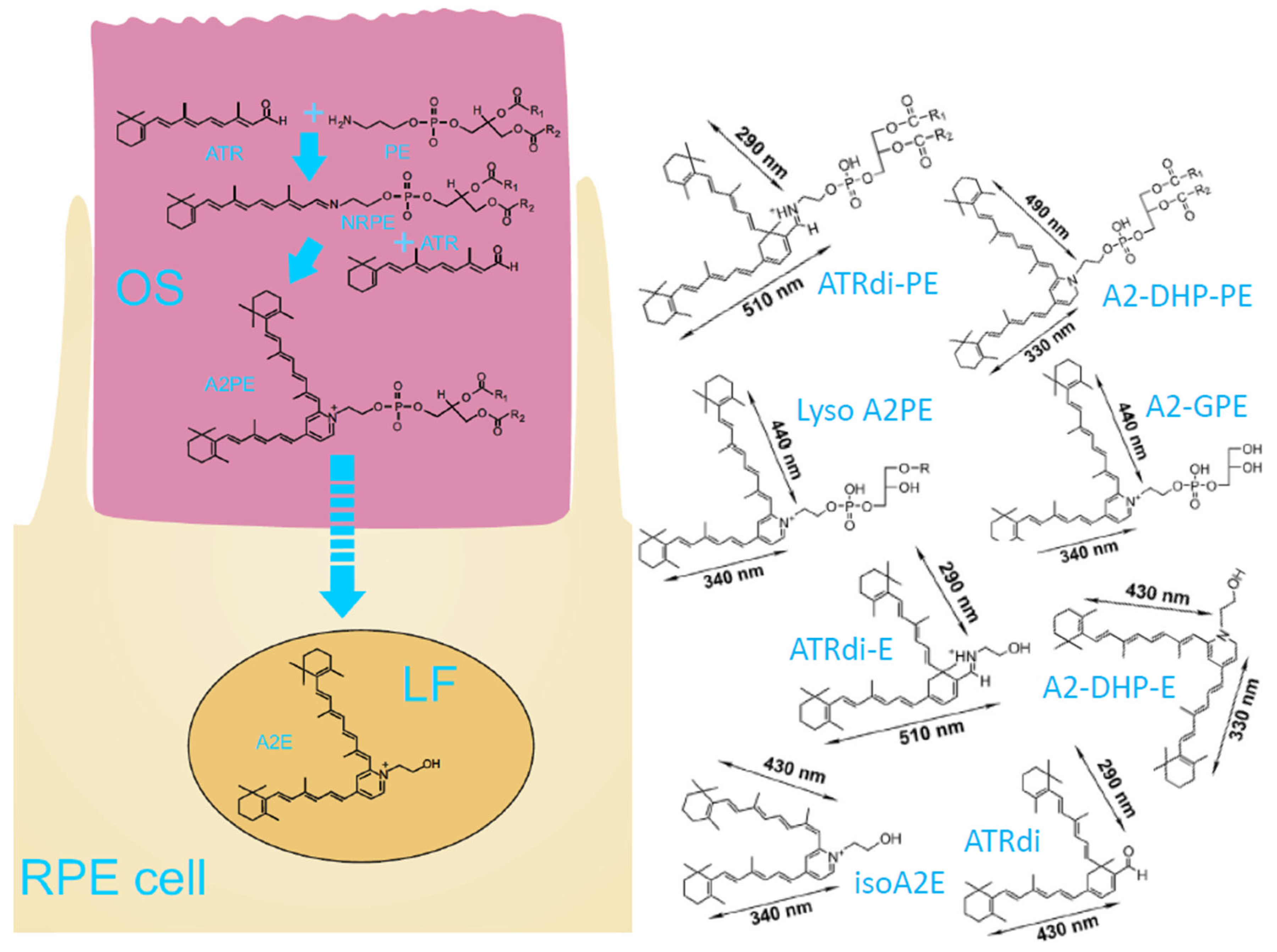 Antioxidants 12 02111 g003 Antioxidants 12 02111 g003