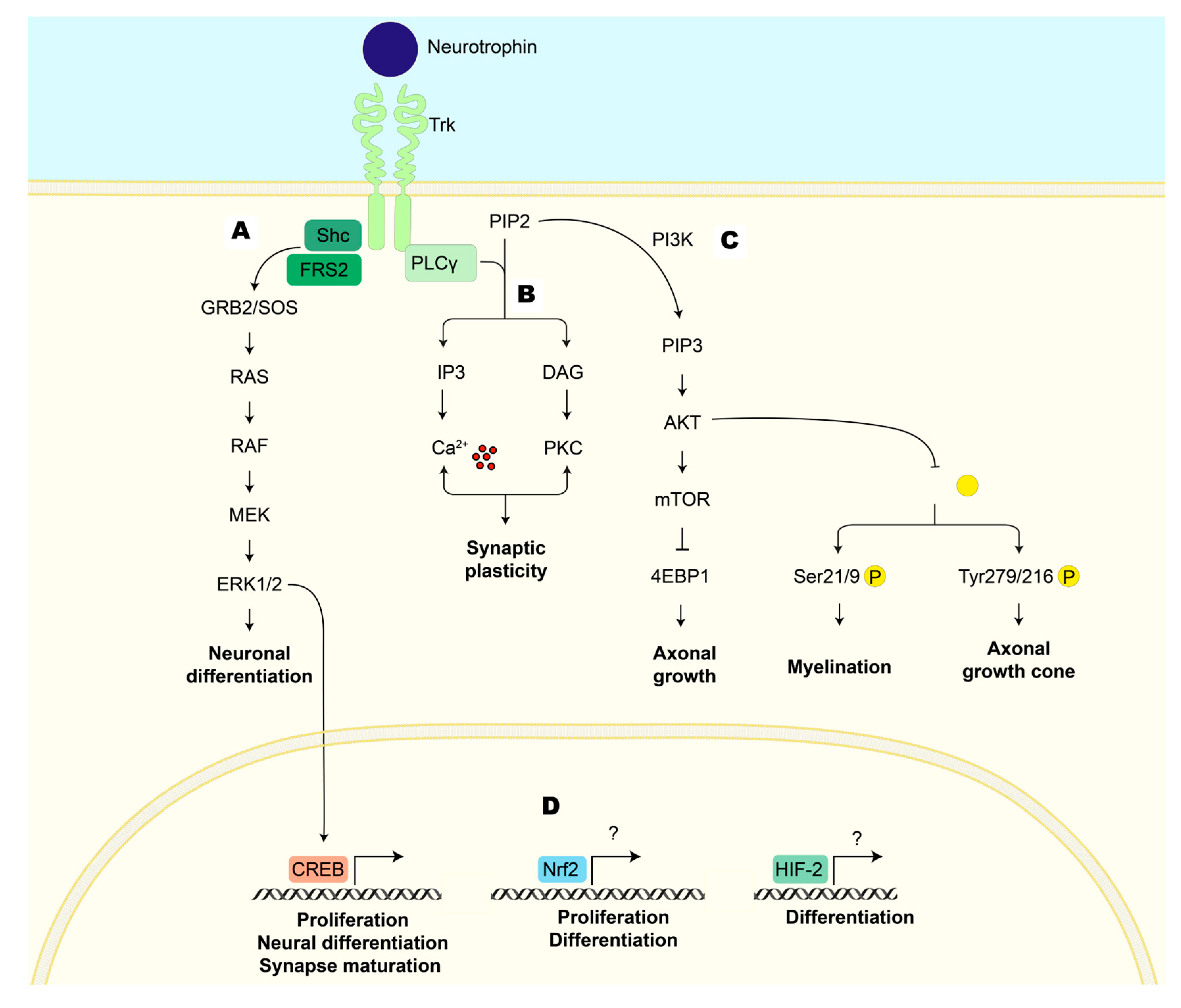 Antioxidants 12 02126 g003