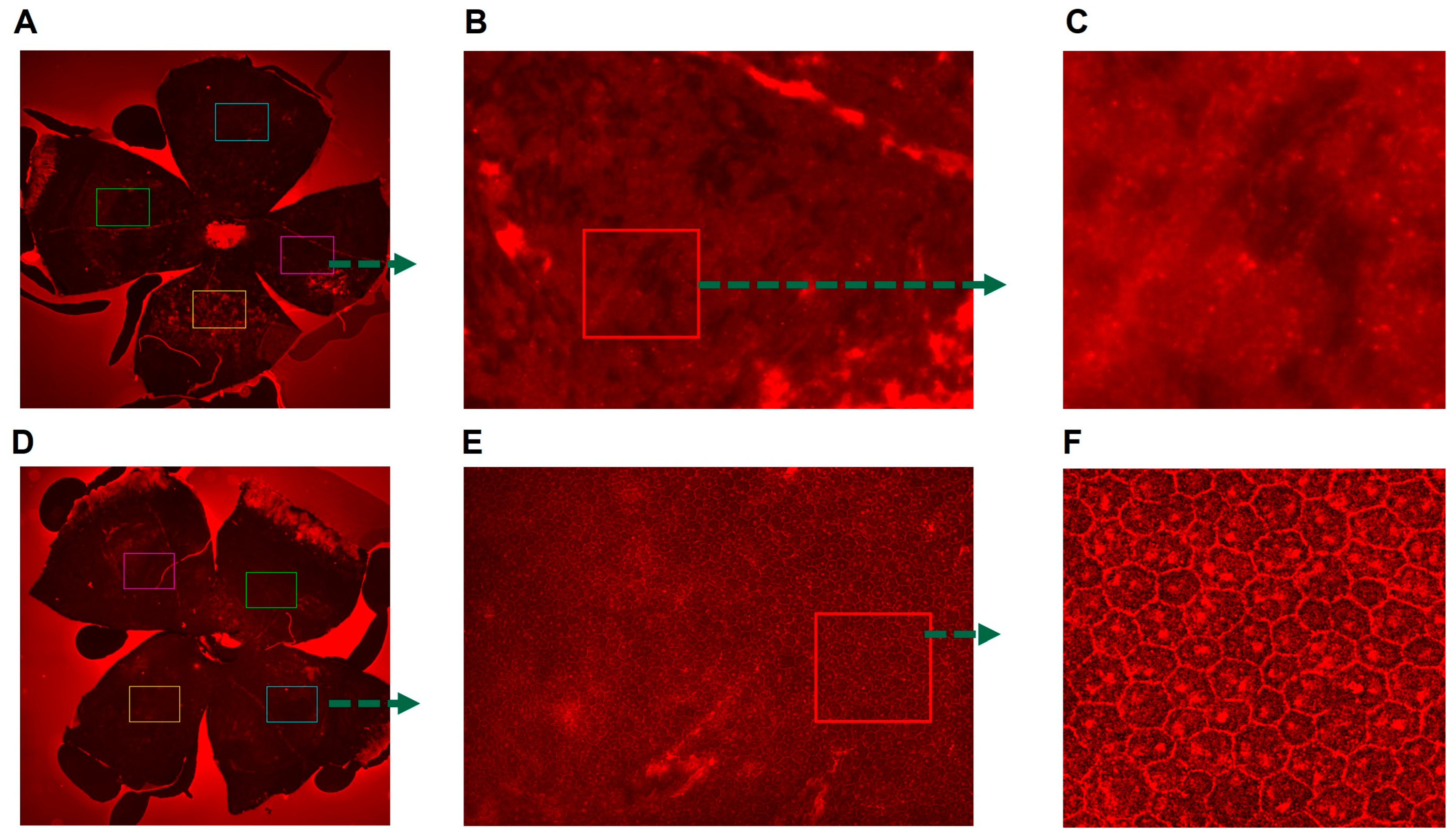 Antioxidants 12 02129 g004
