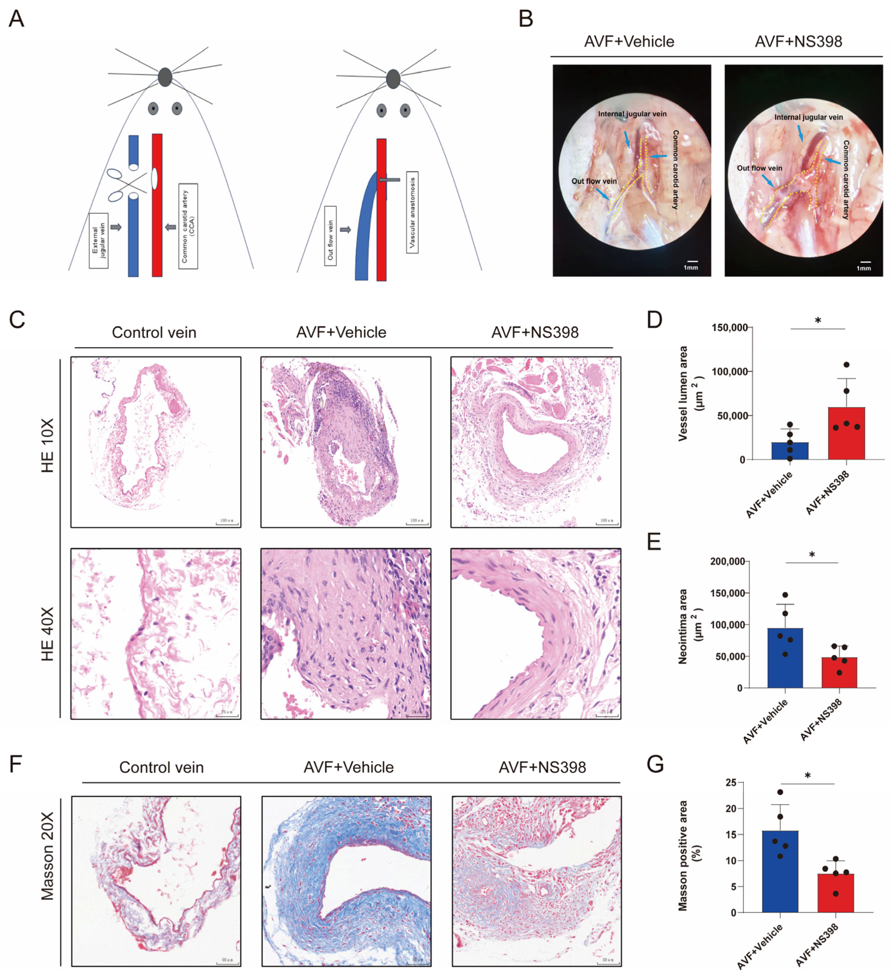 Antioxidants 13 00005 g005