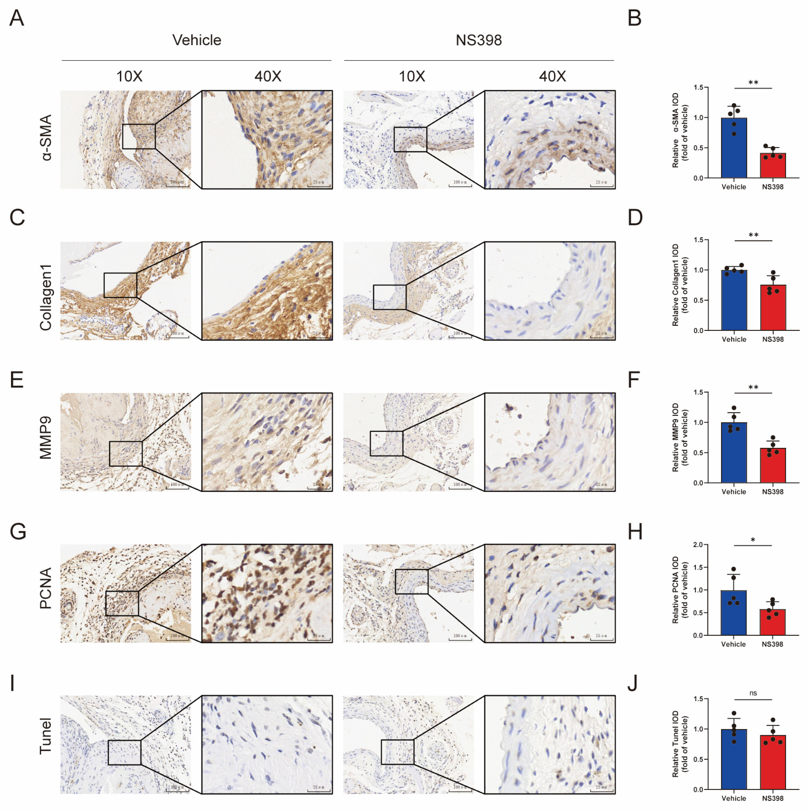 Antioxidants 13 00005 g007