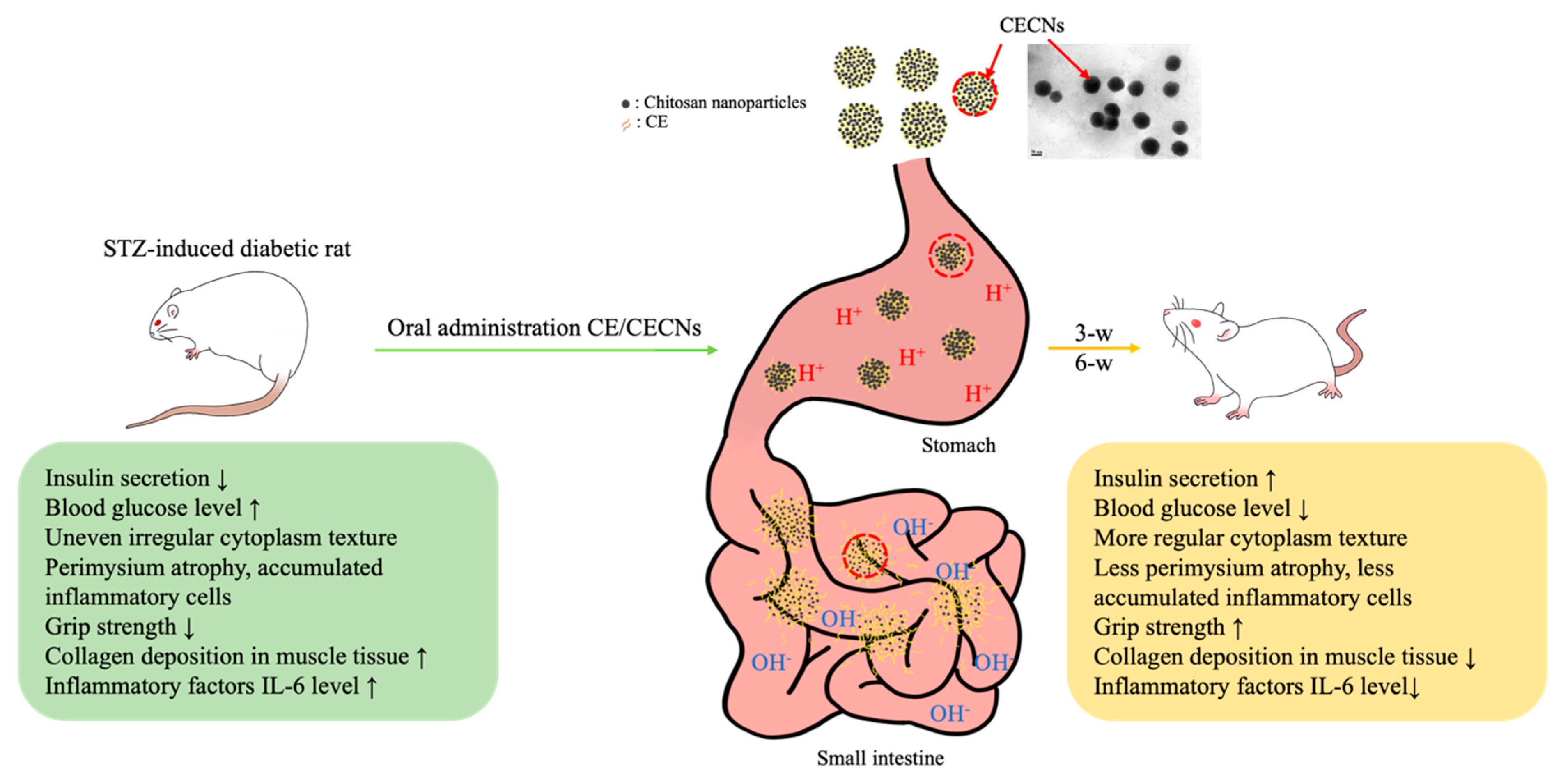 Antioxidants 13 00006 g010