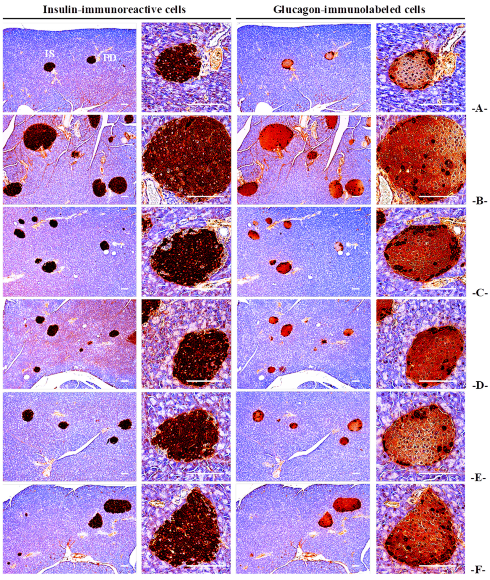 Antioxidants 13 00010 g005
