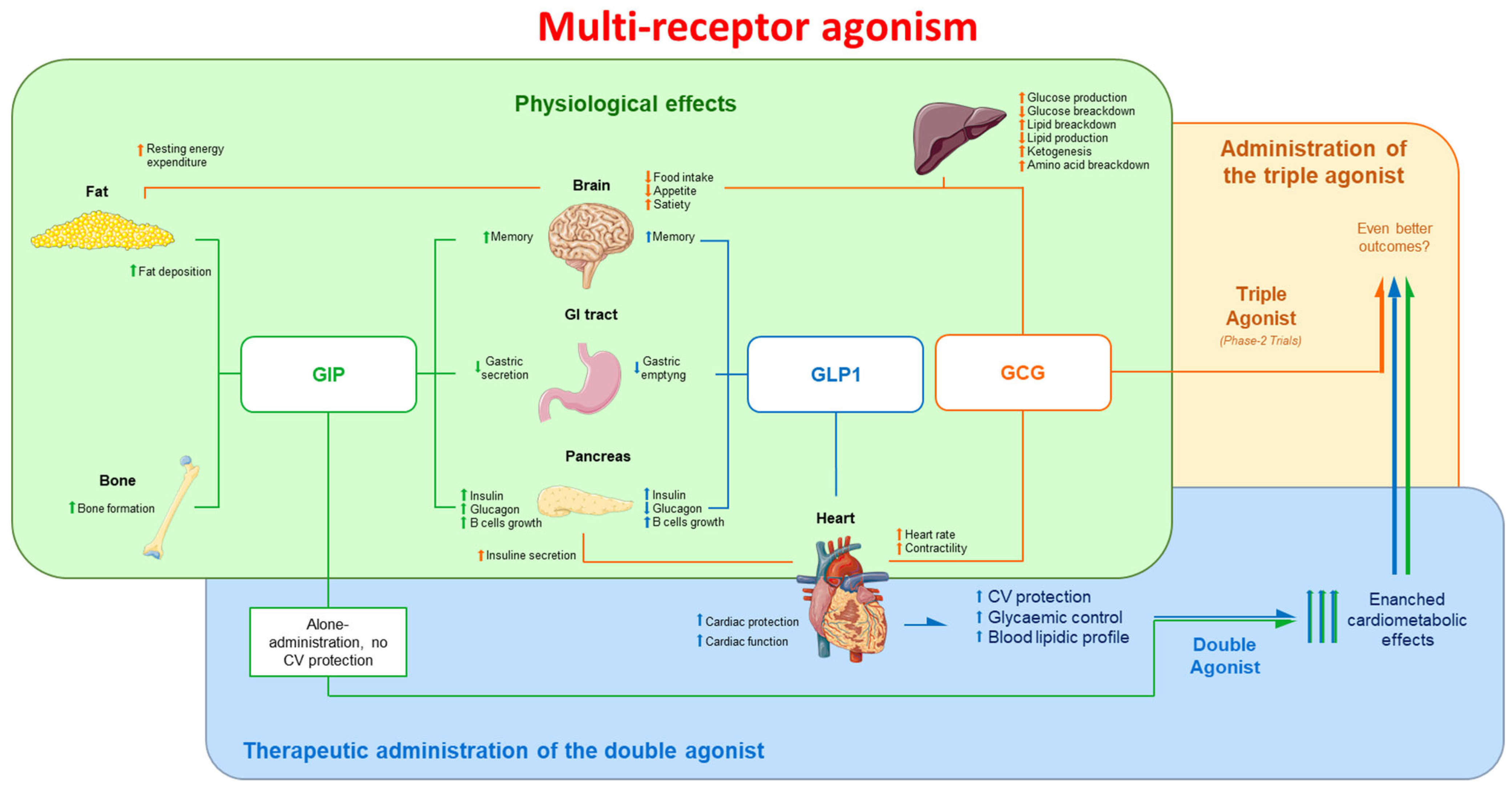 Antioxidants 13 00016 g002