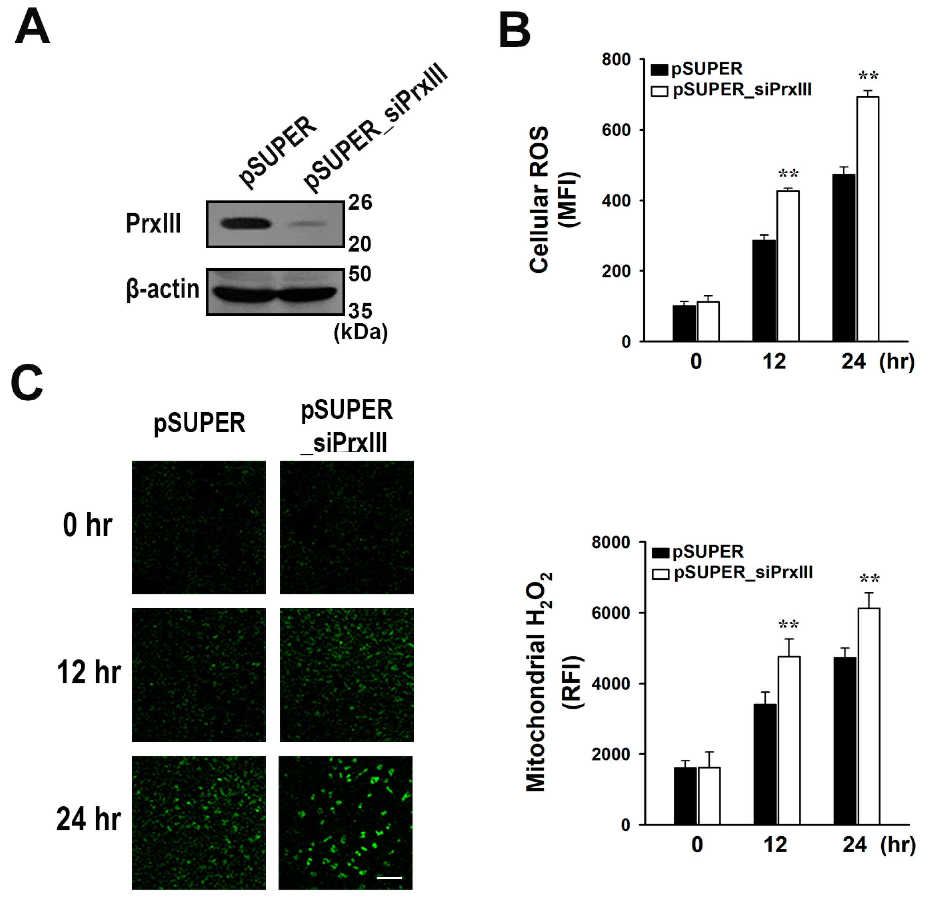 Antioxidants 13 00017 g001