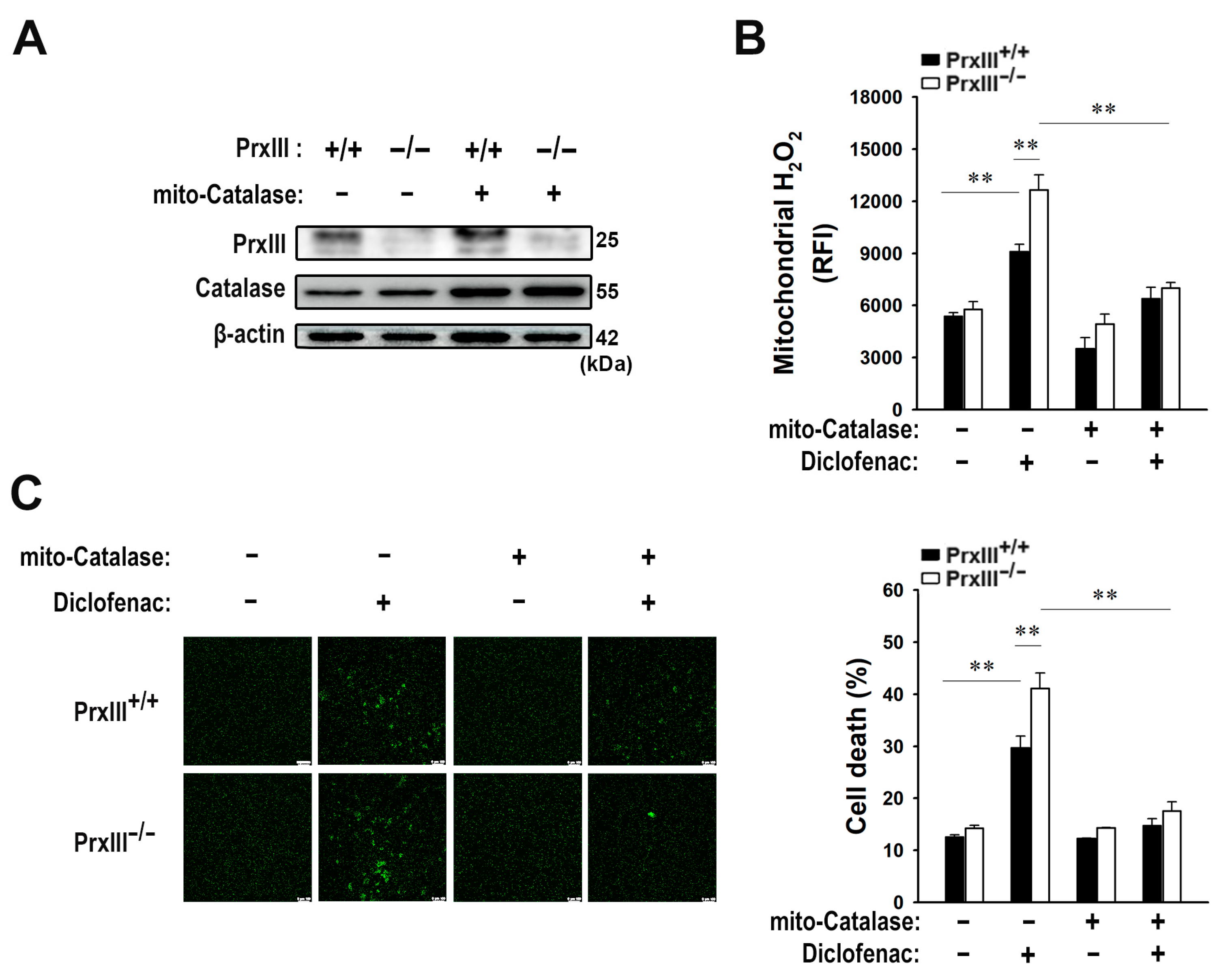 Antioxidants 13 00017 g006