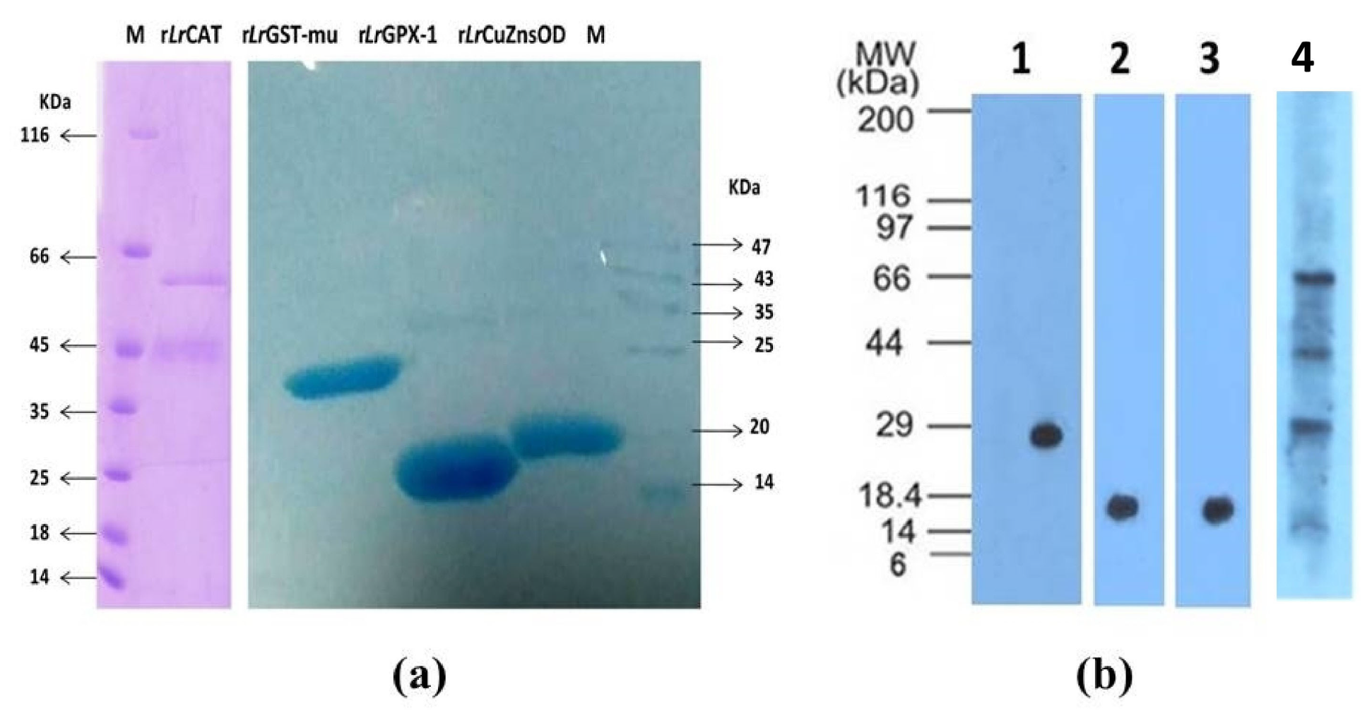 Antioxidants 13 00018 g009