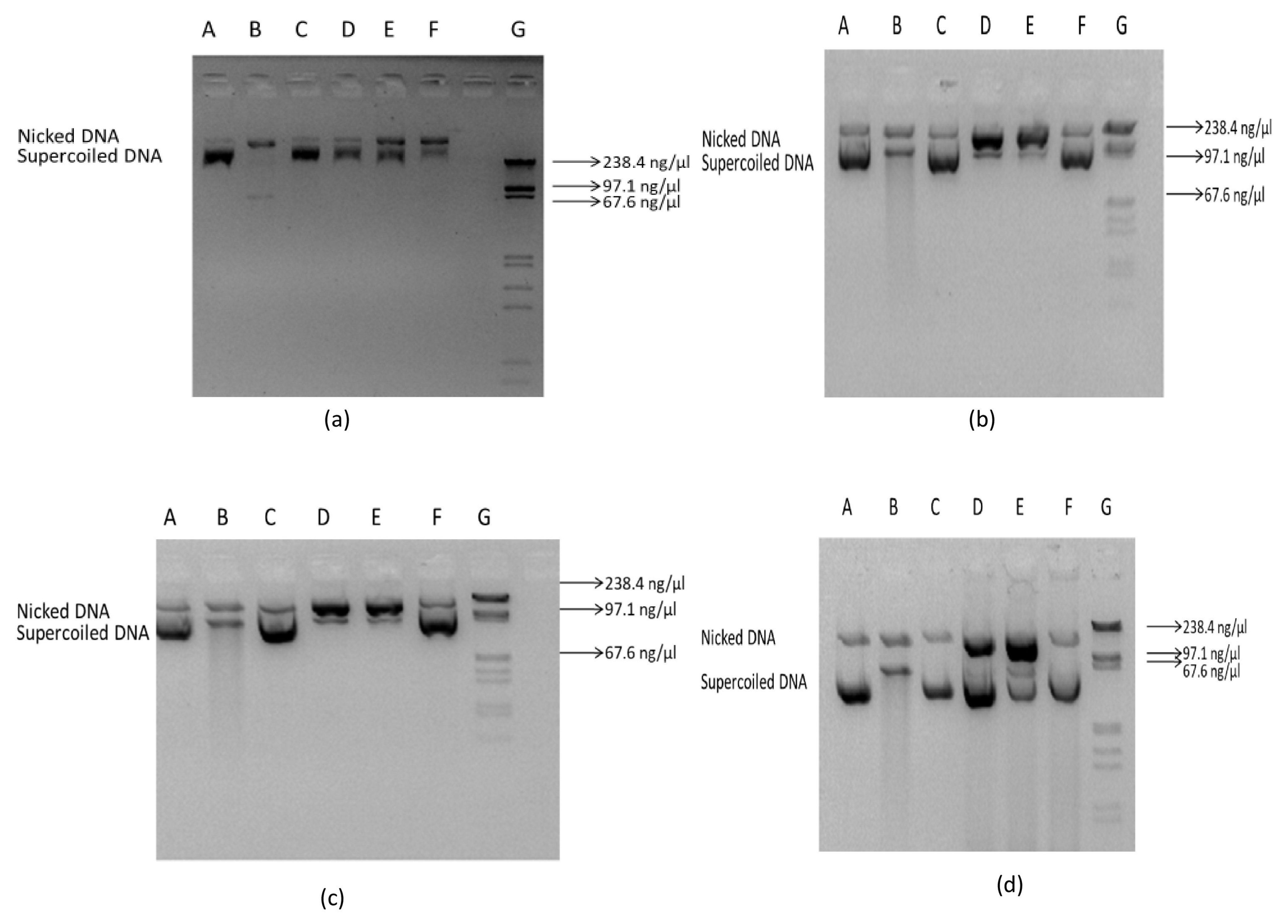 Antioxidants 13 00018 g010