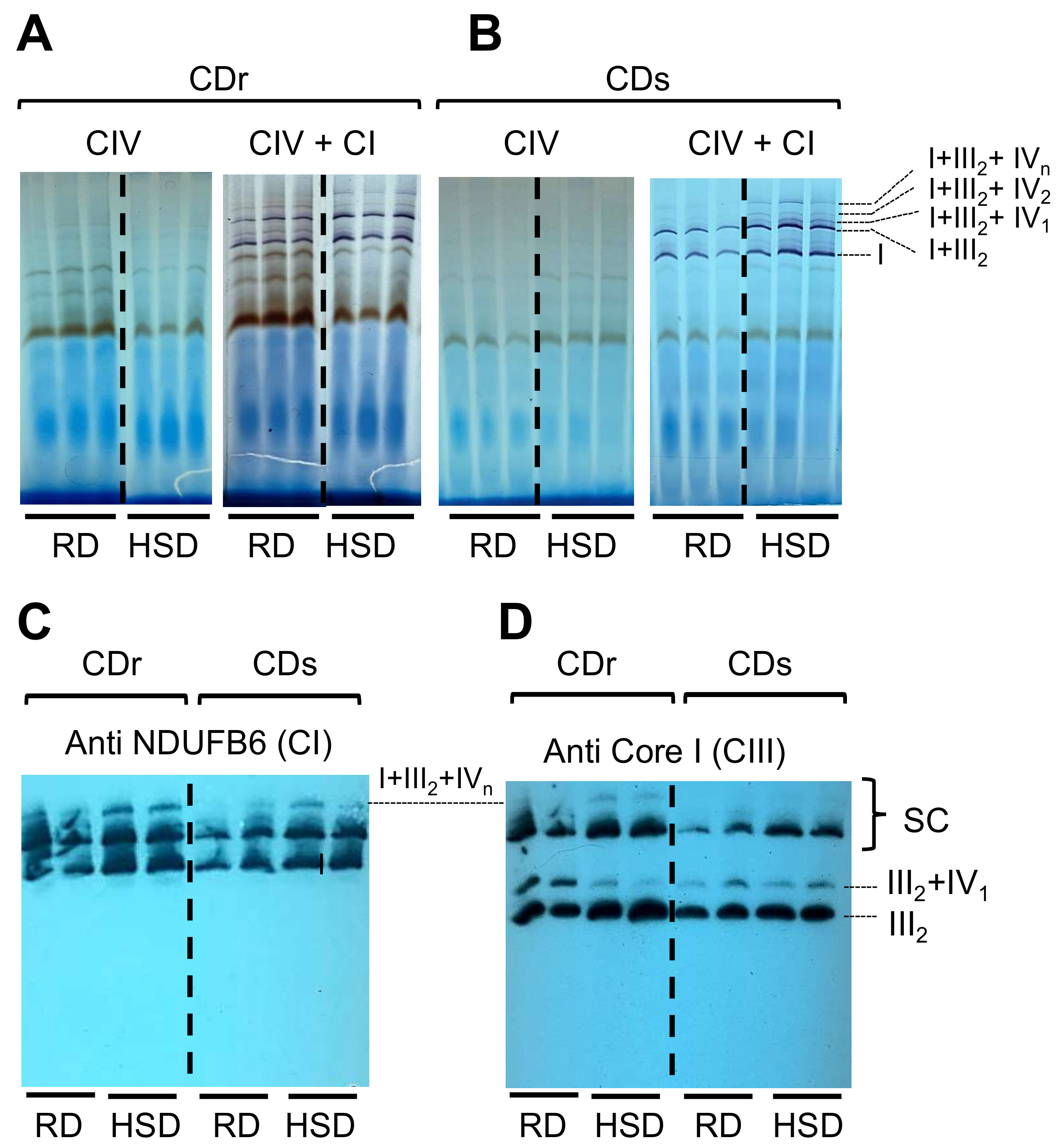 Antioxidants 13 00019 g004